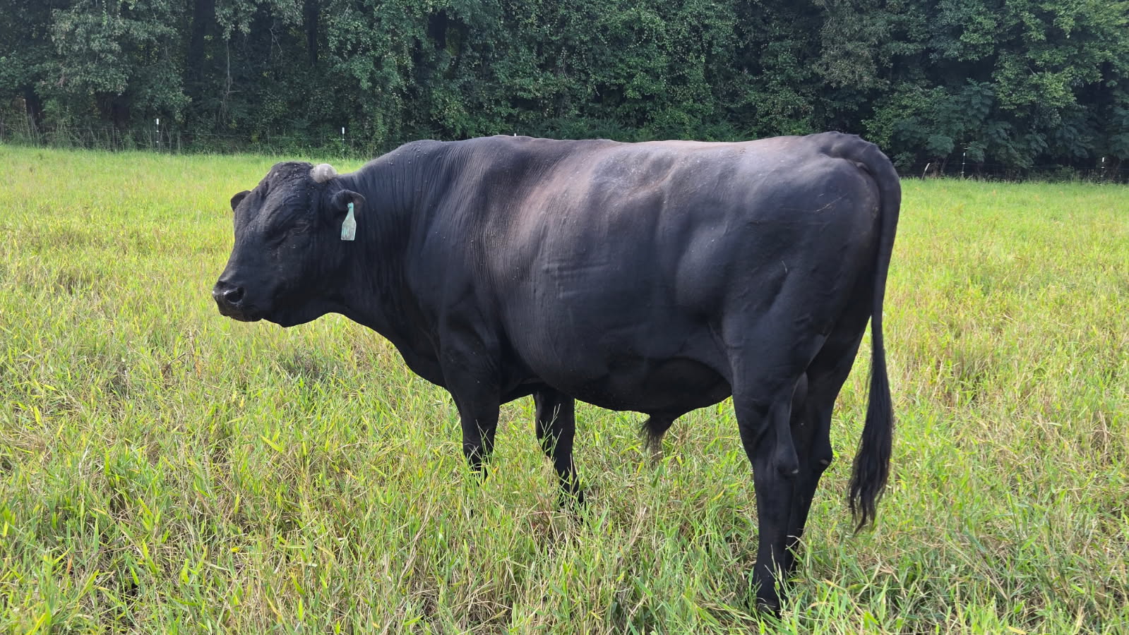 Registered Fullblood Black Wagyu Bull