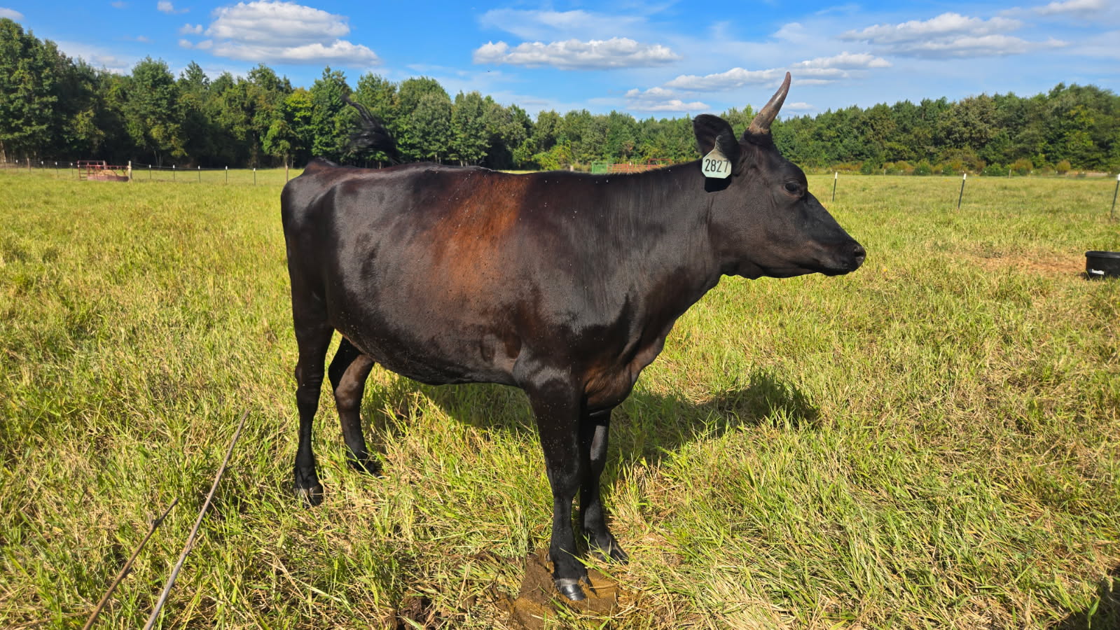 Commercial Wagyu Heifer