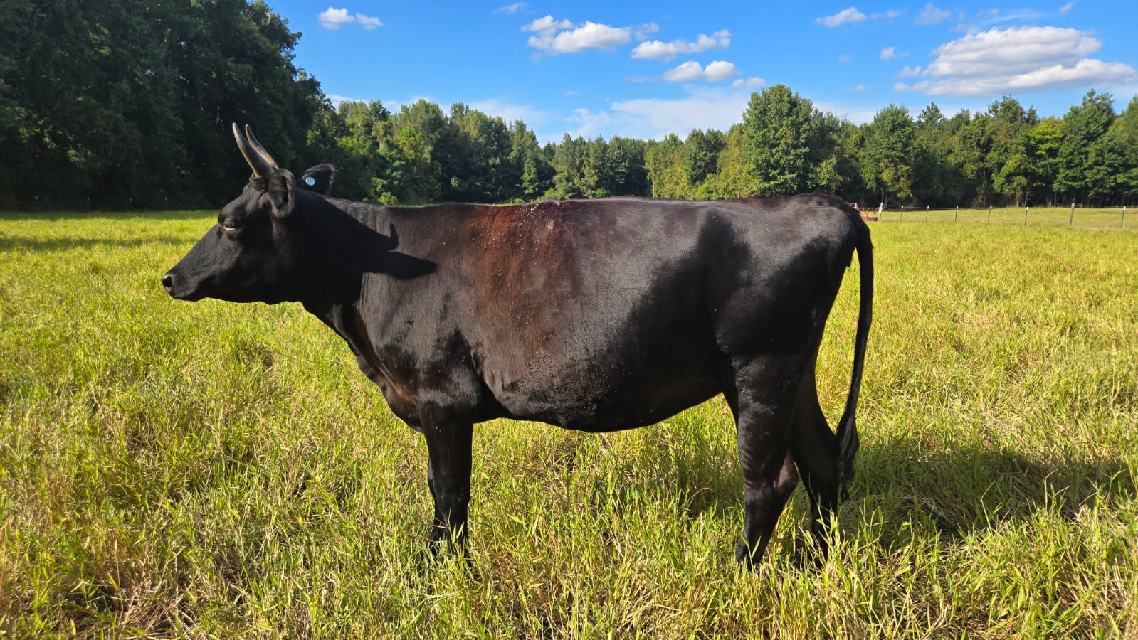 Commercial Wagyu Heifer