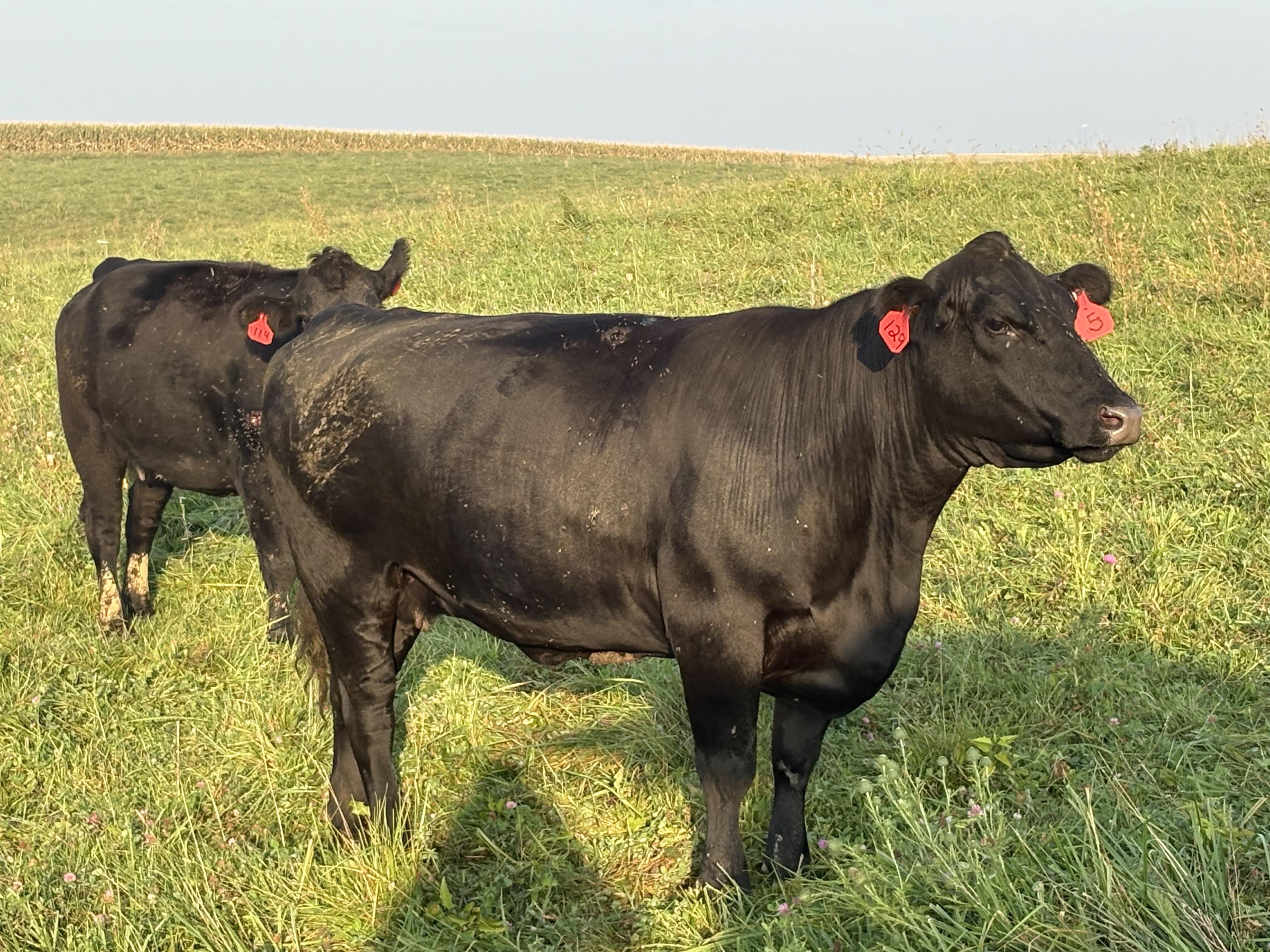 30 Black Angus Angus cross