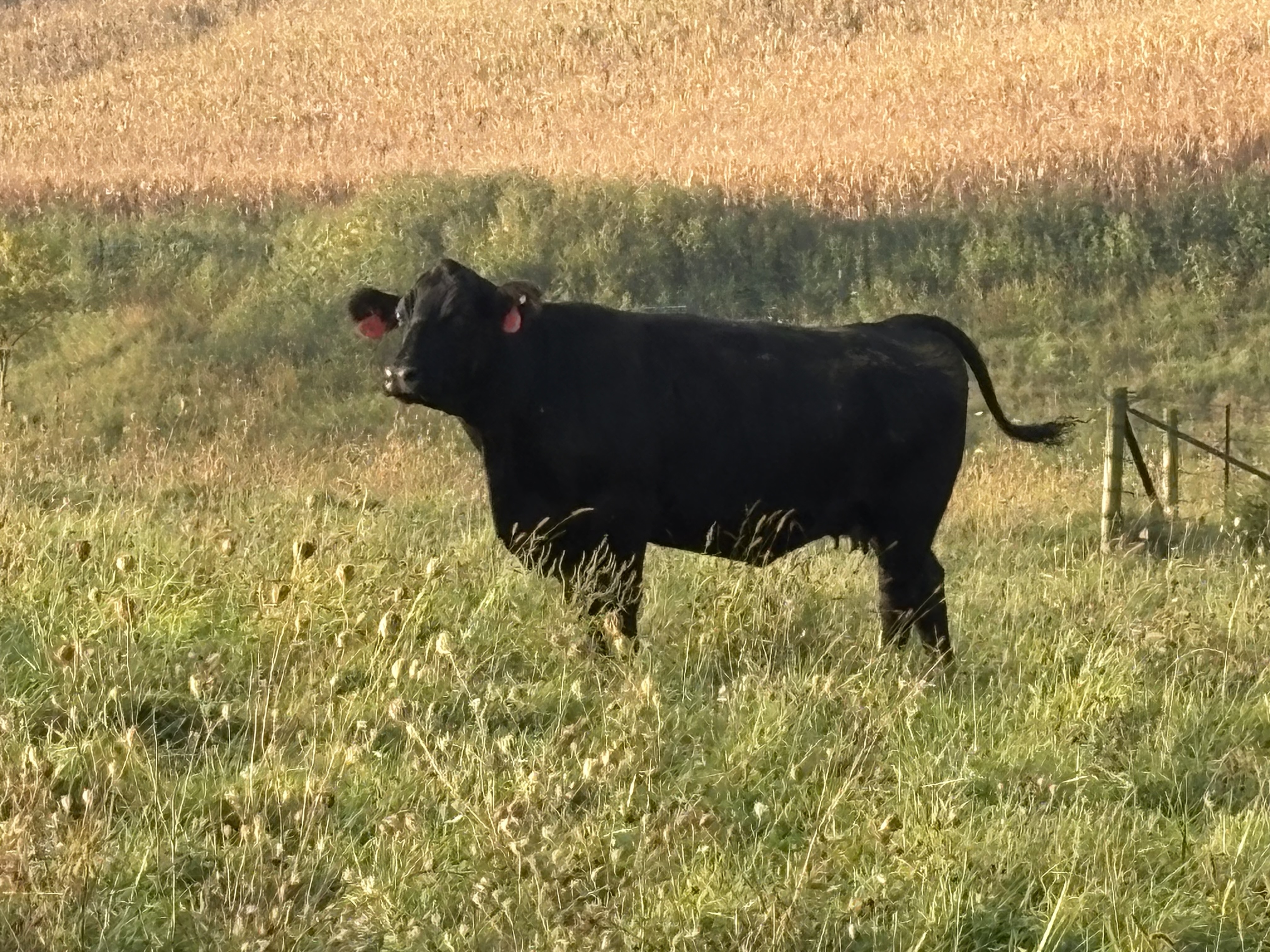 30 Black Angus Angus cross