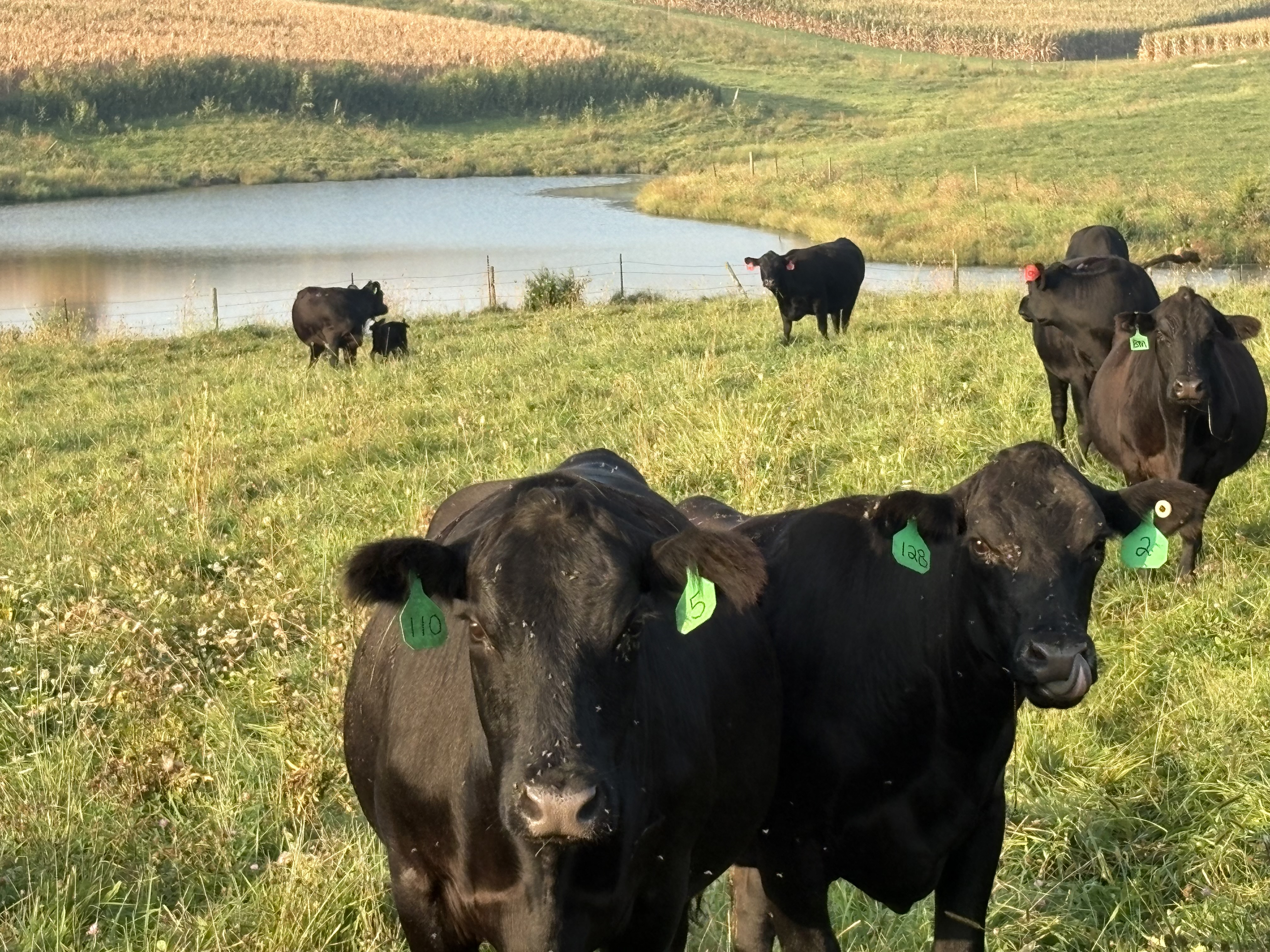 30 Black Angus Angus cross