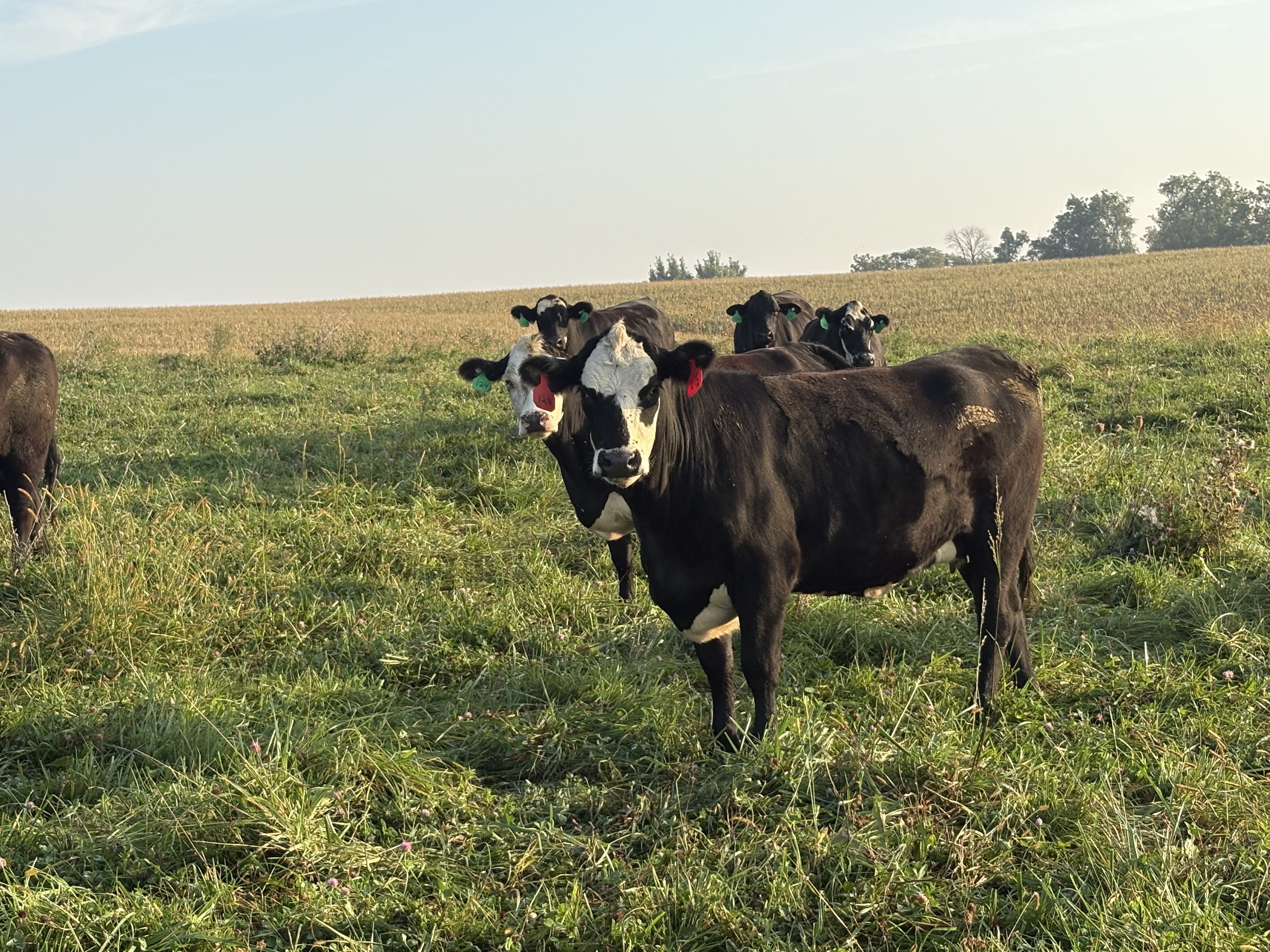 30 Black Angus Angus cross