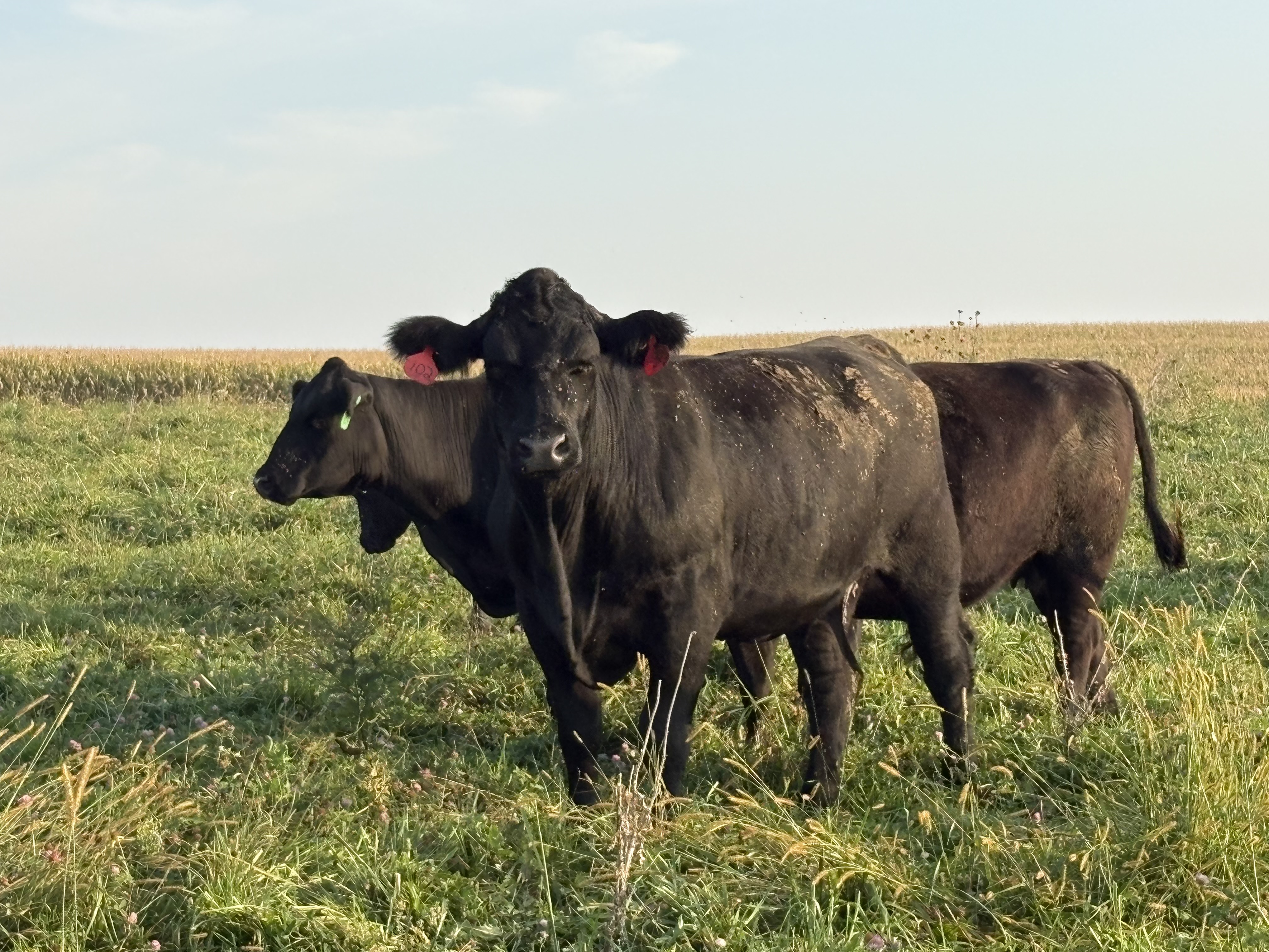 30 Black Angus Angus cross