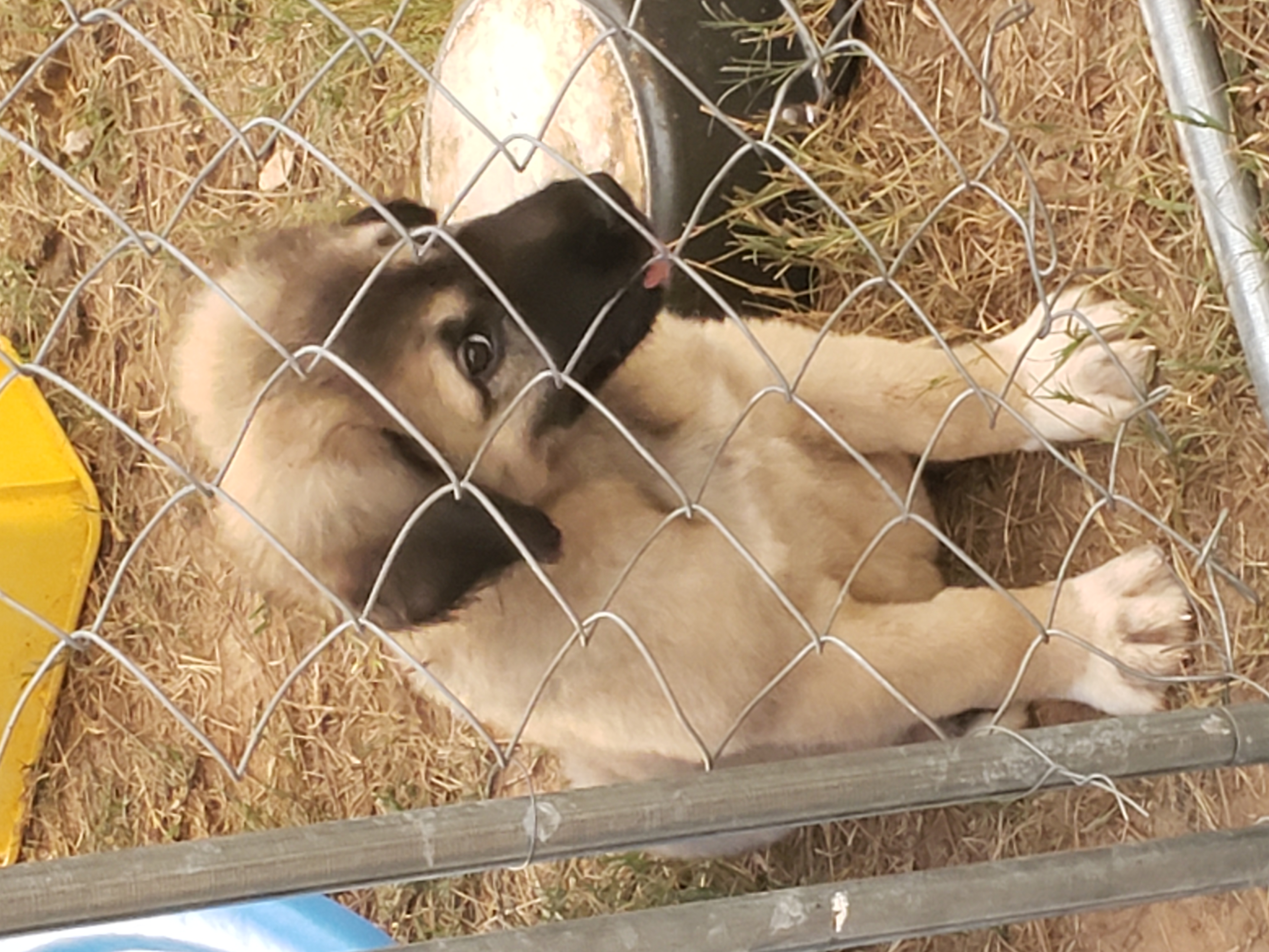 Turkish Kangal-Boz LGD Puppies