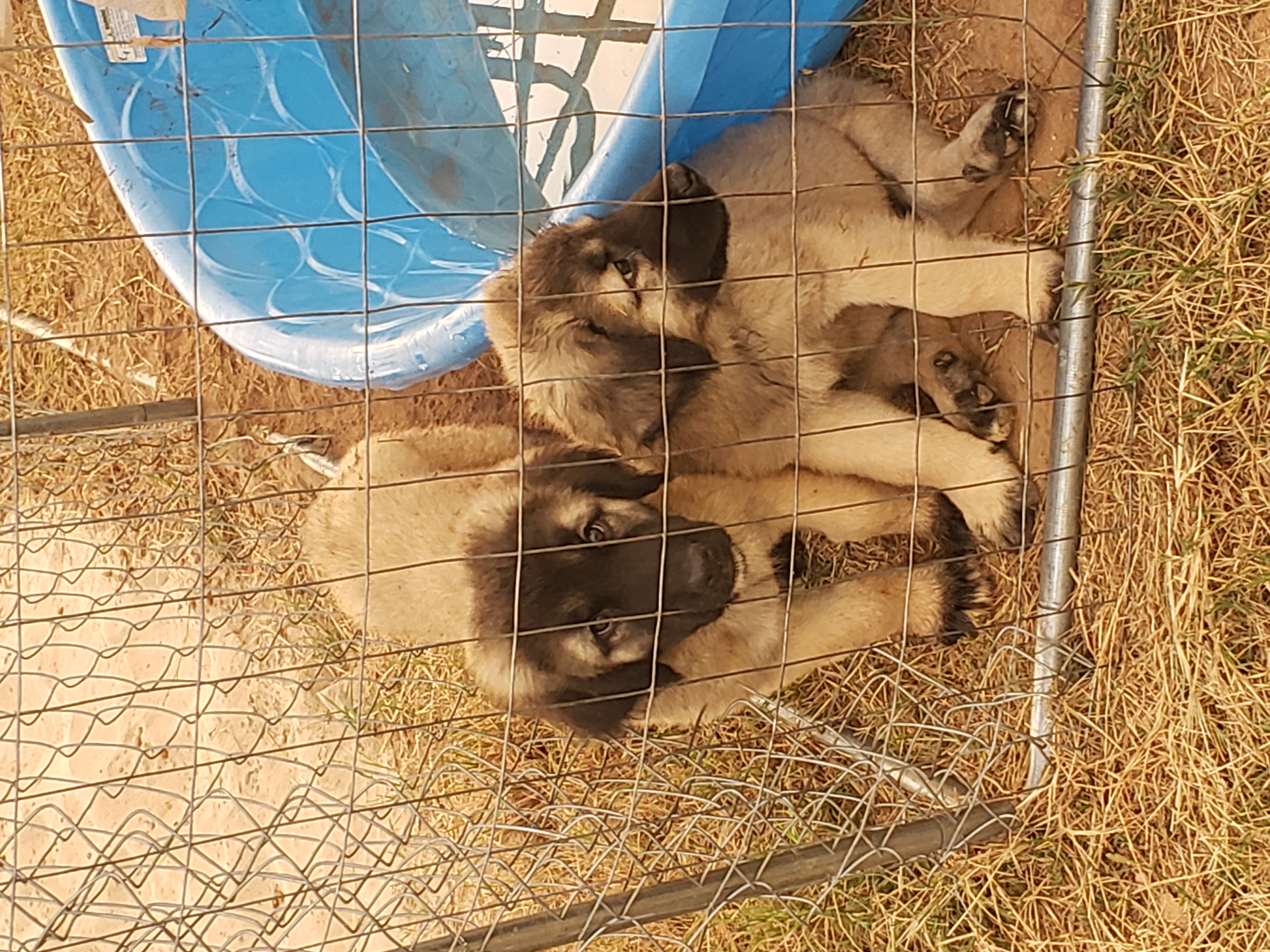 Turkish Kangal-Boz LGD Puppies