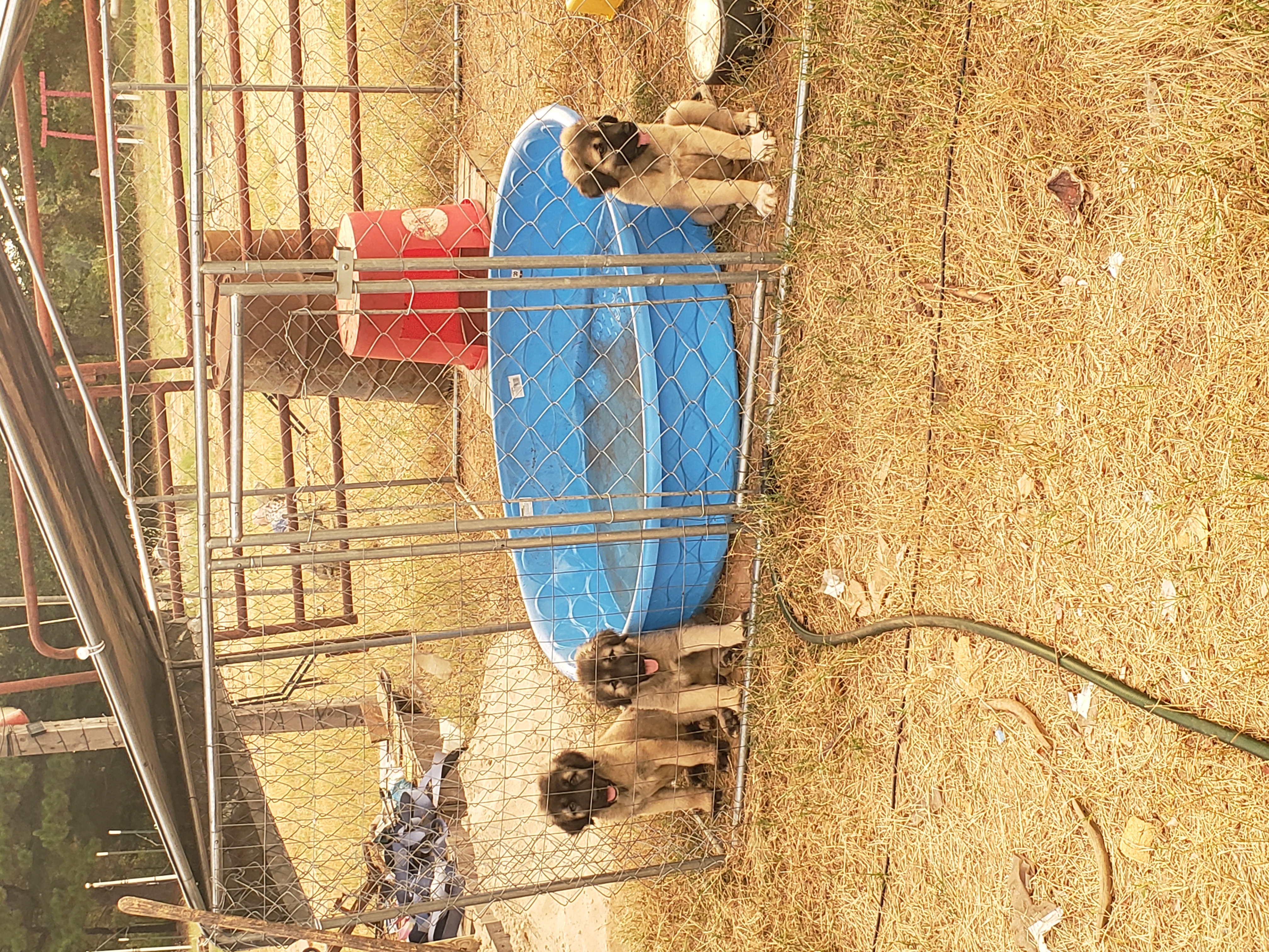 Turkish Kangal-Boz LGD Puppies