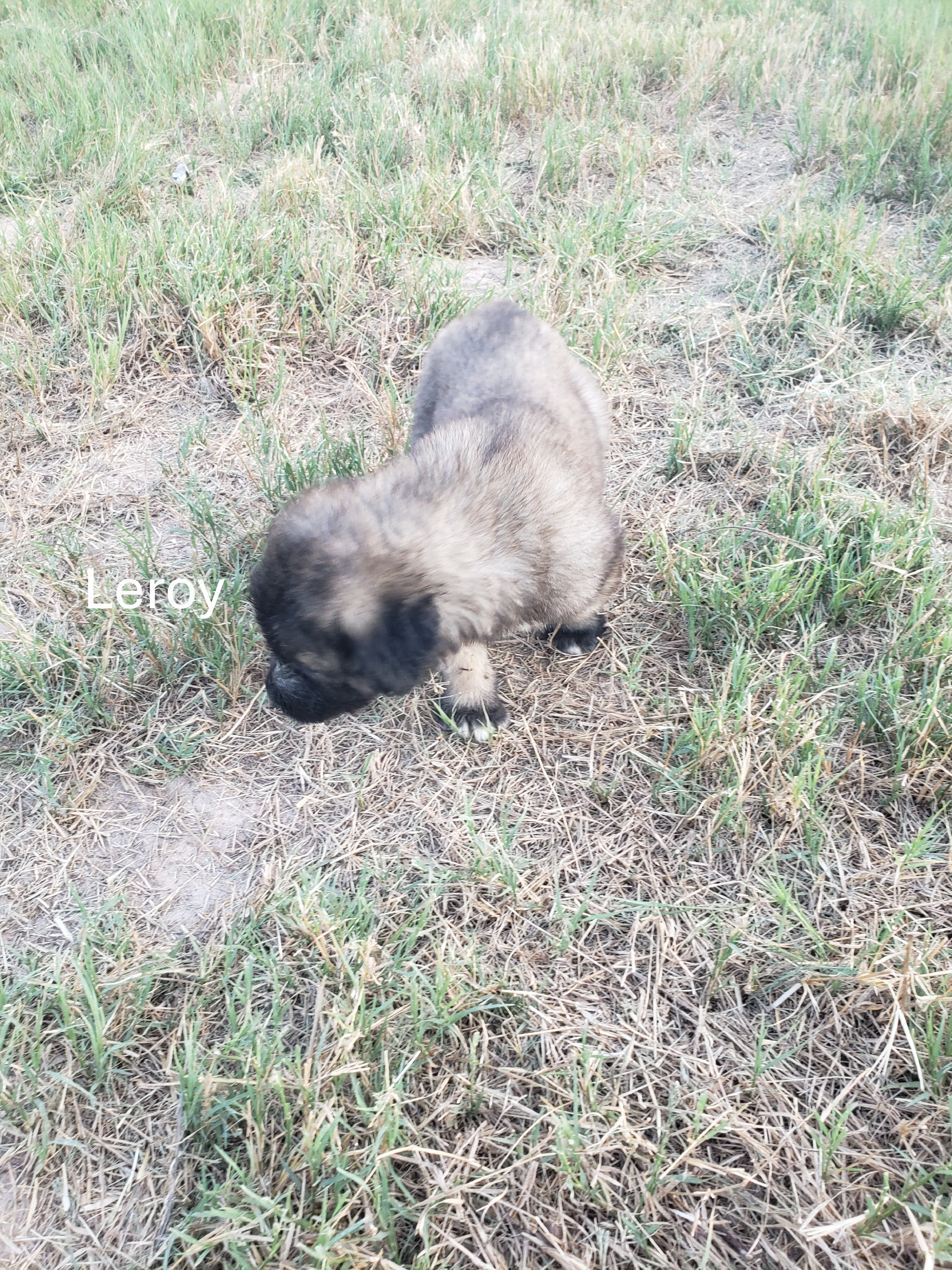 Turkish Kangal-Boz LGD Puppies