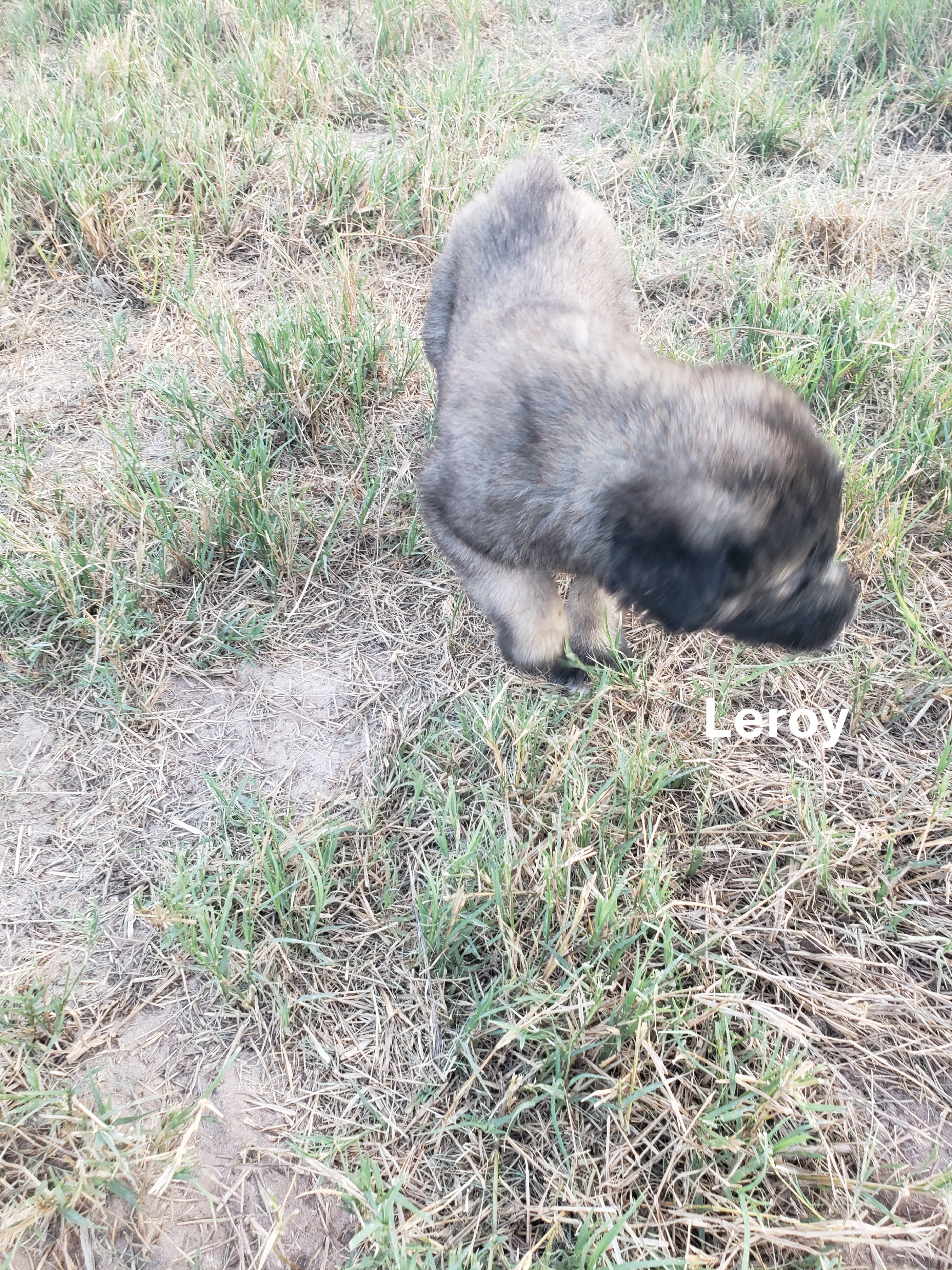 Turkish Kangal-Boz LGD Puppies