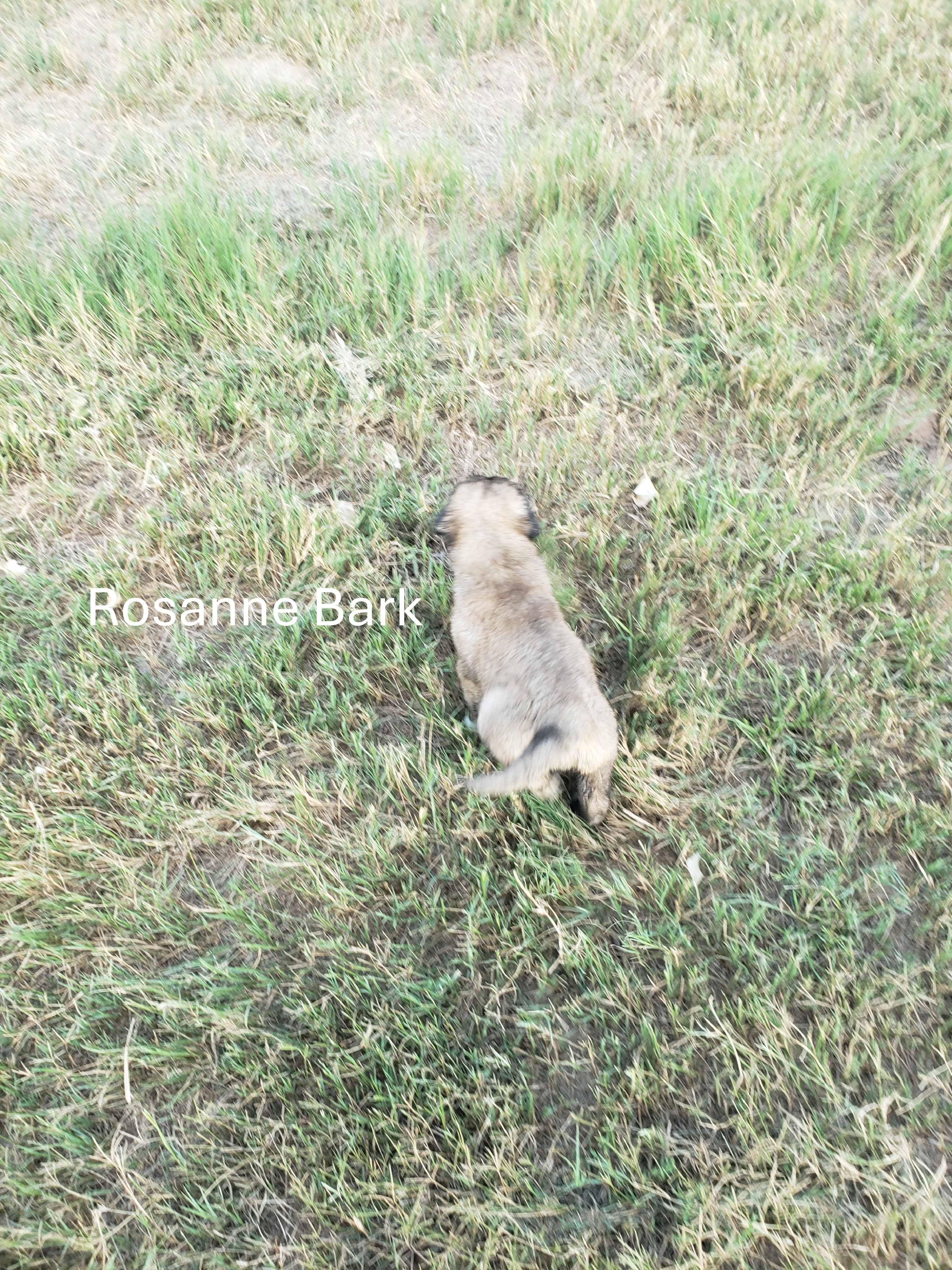 Turkish Kangal-Boz LGD Puppies