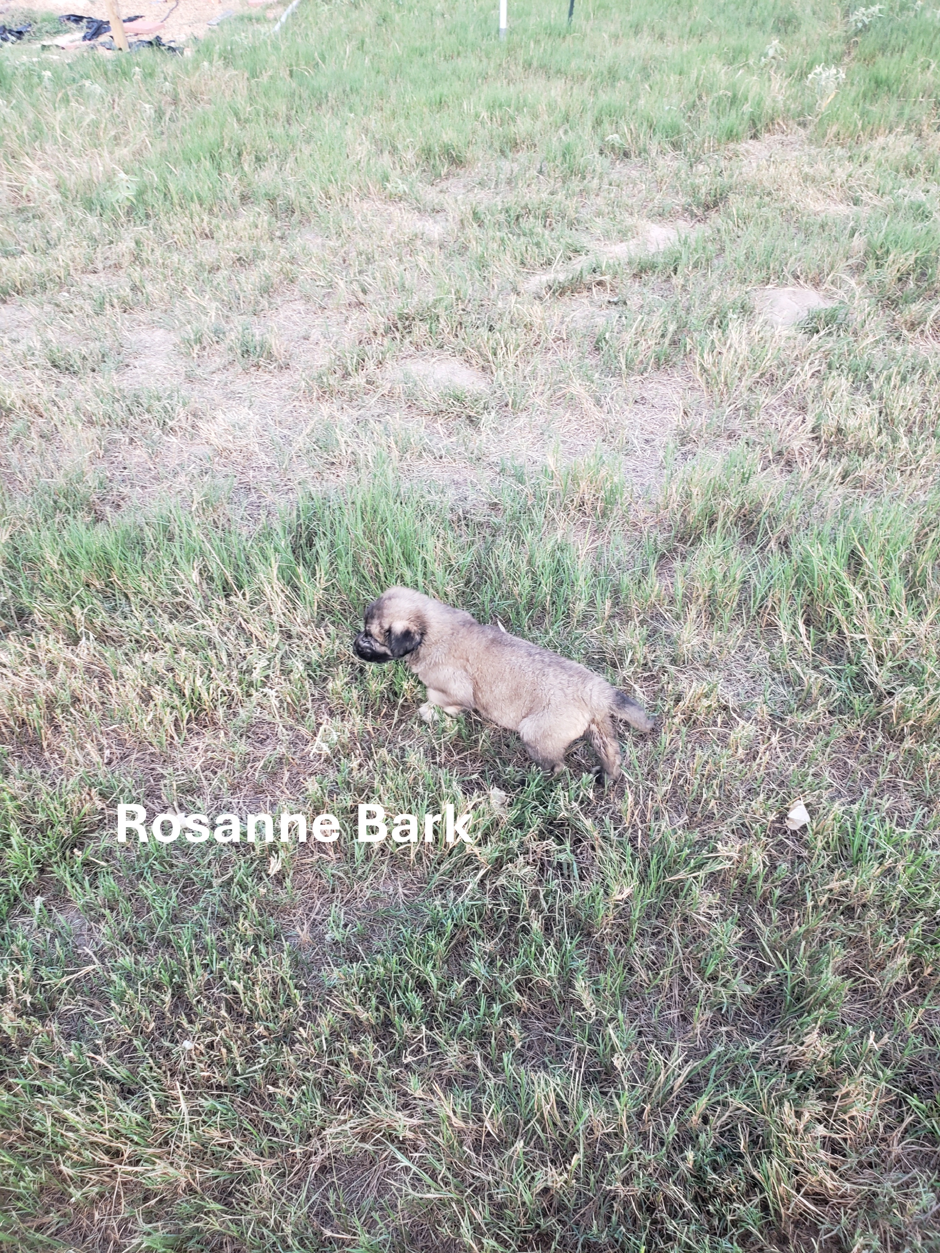Turkish Kangal-Boz LGD Puppies