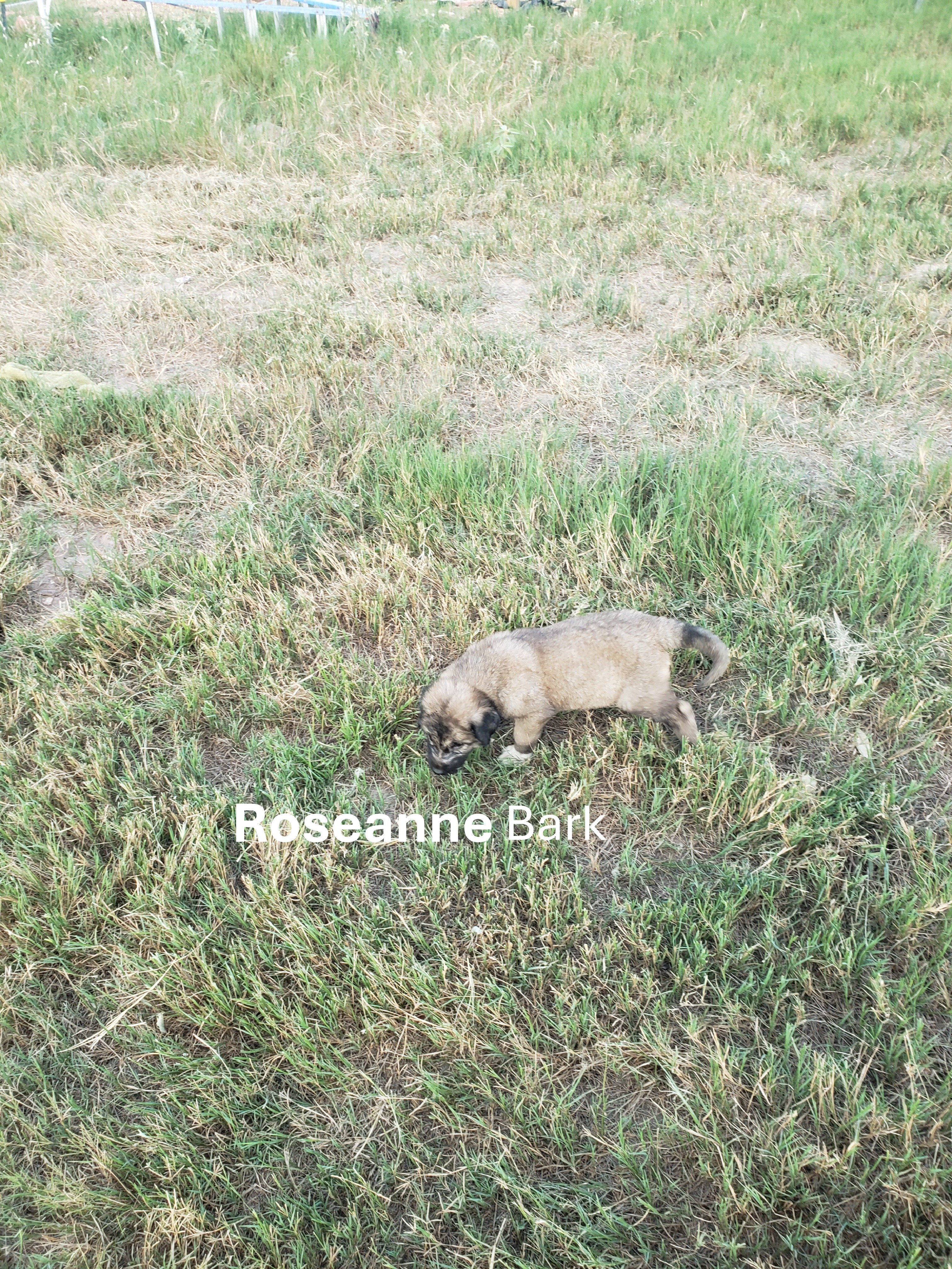 Turkish Kangal-Boz LGD Puppies