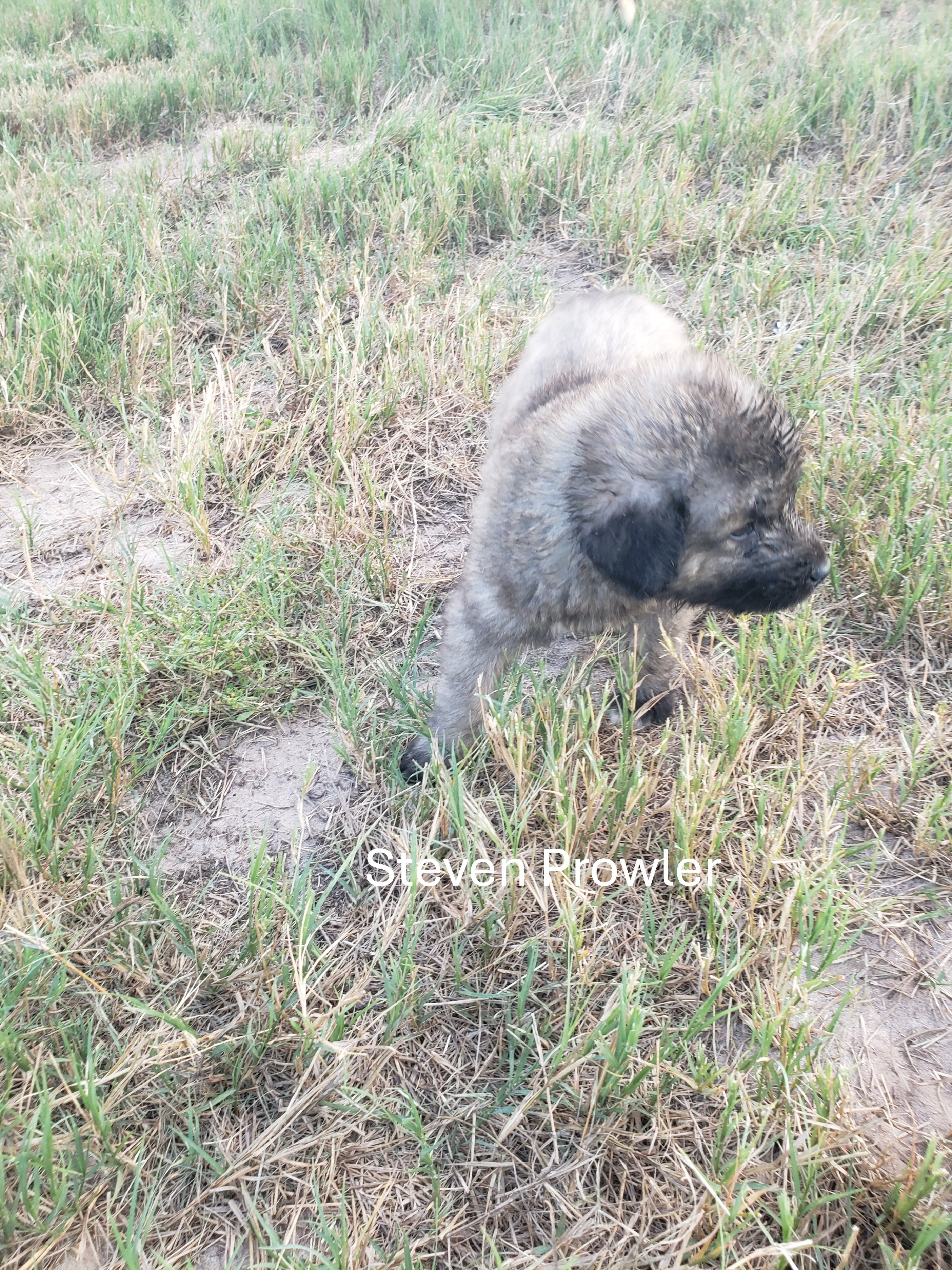 Turkish Kangal-Boz LGD Puppies