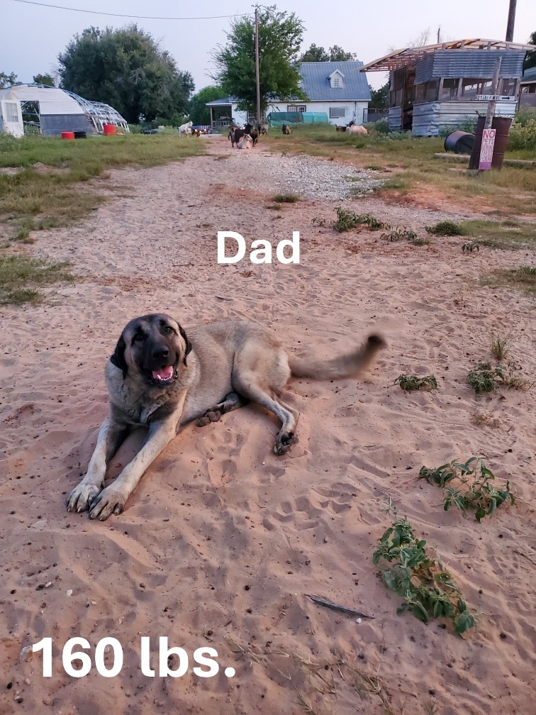 Turkish Kangal-Boz LGD Puppies
