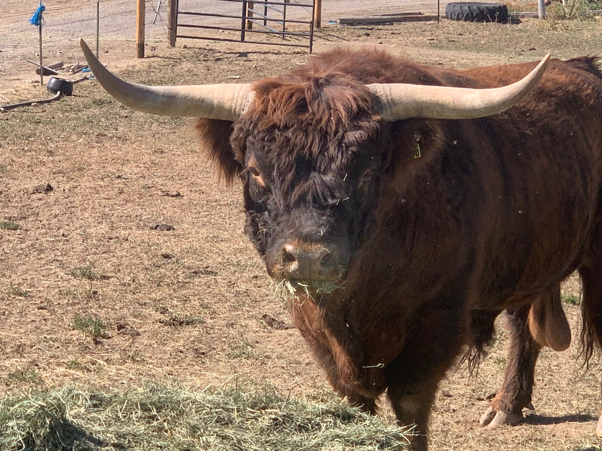 6 Year Old Proven Highland Bull