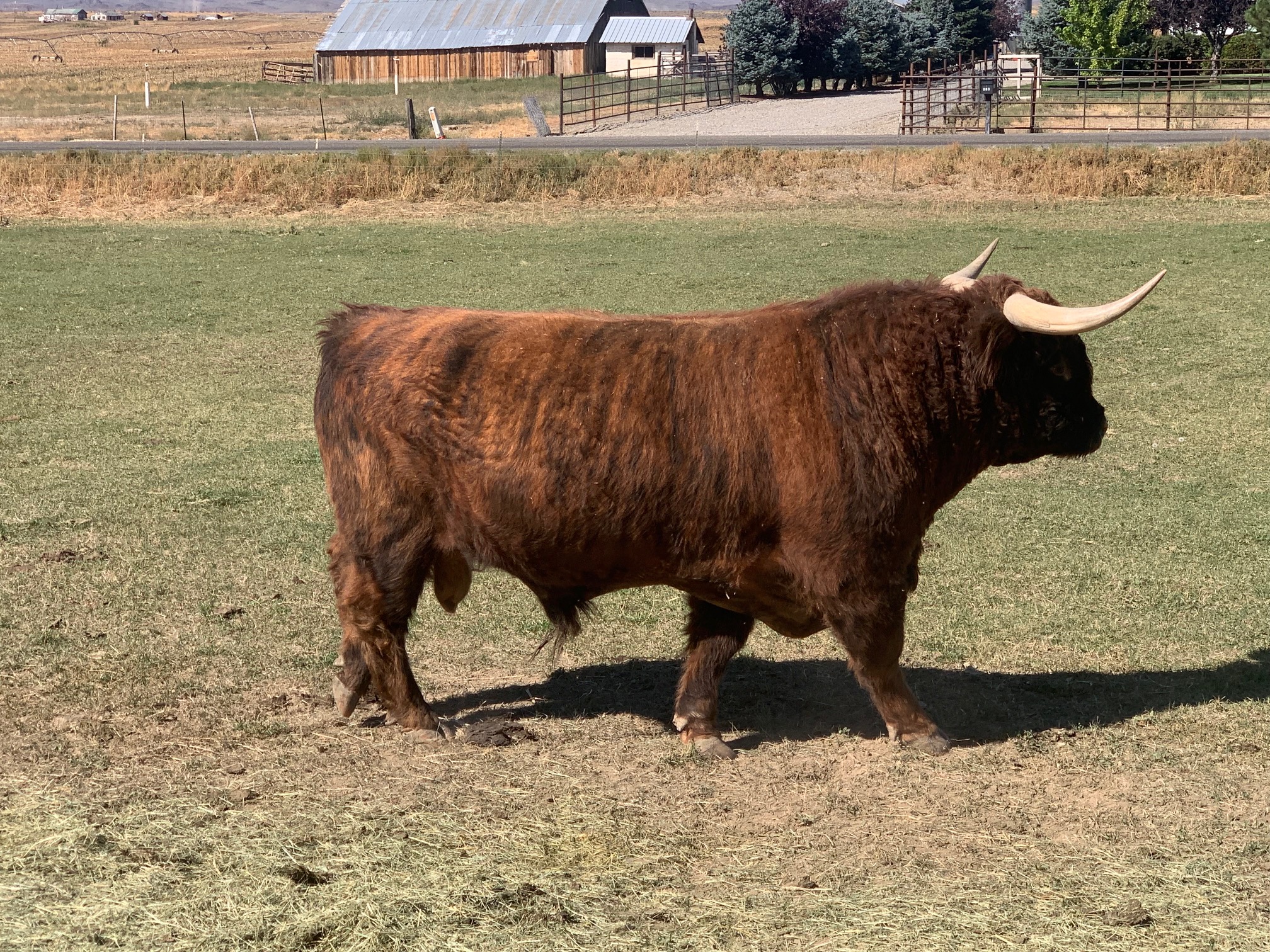 6 Year Old Proven Highland Bull