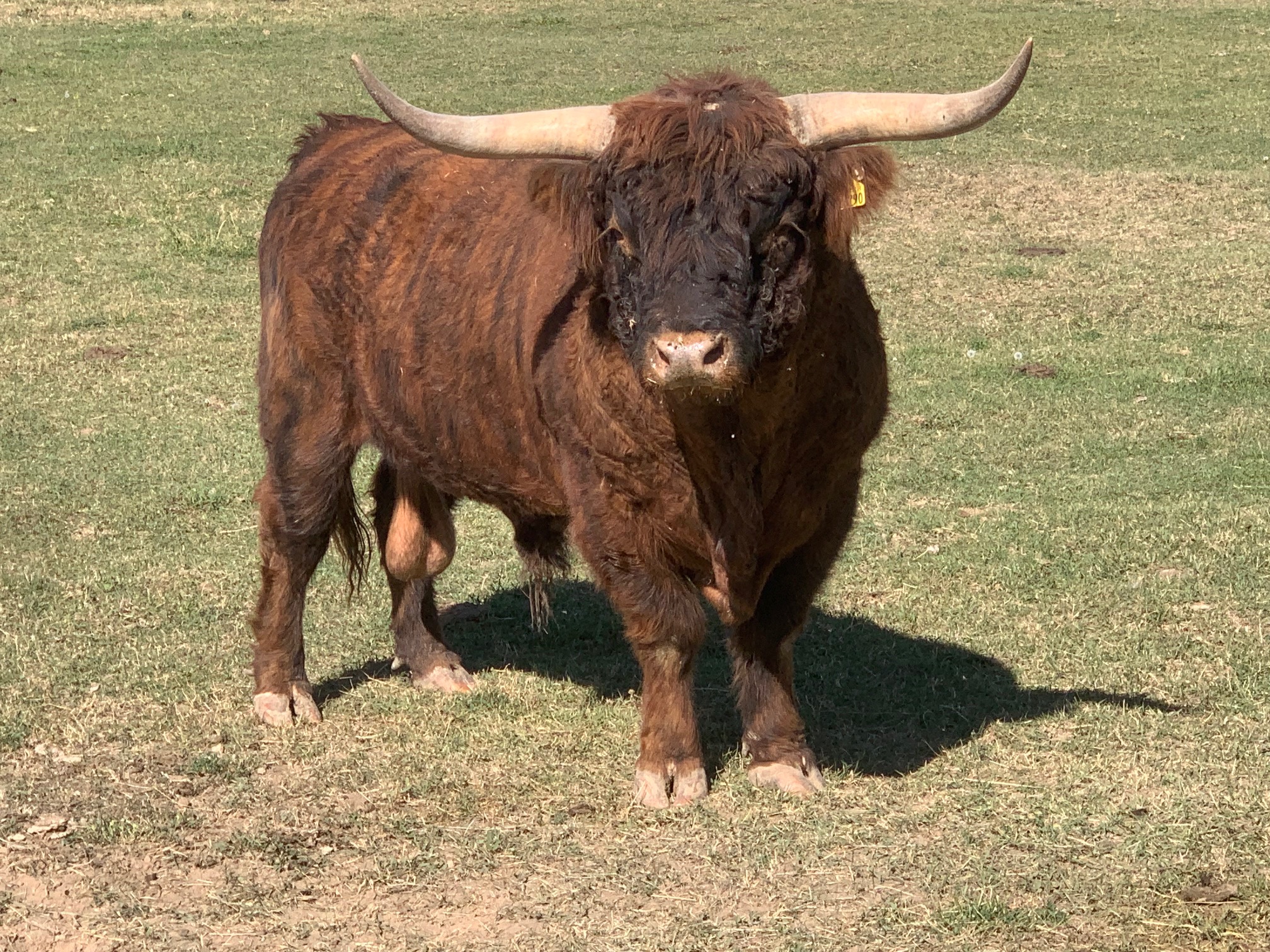 6 Year Old Proven Highland Bull