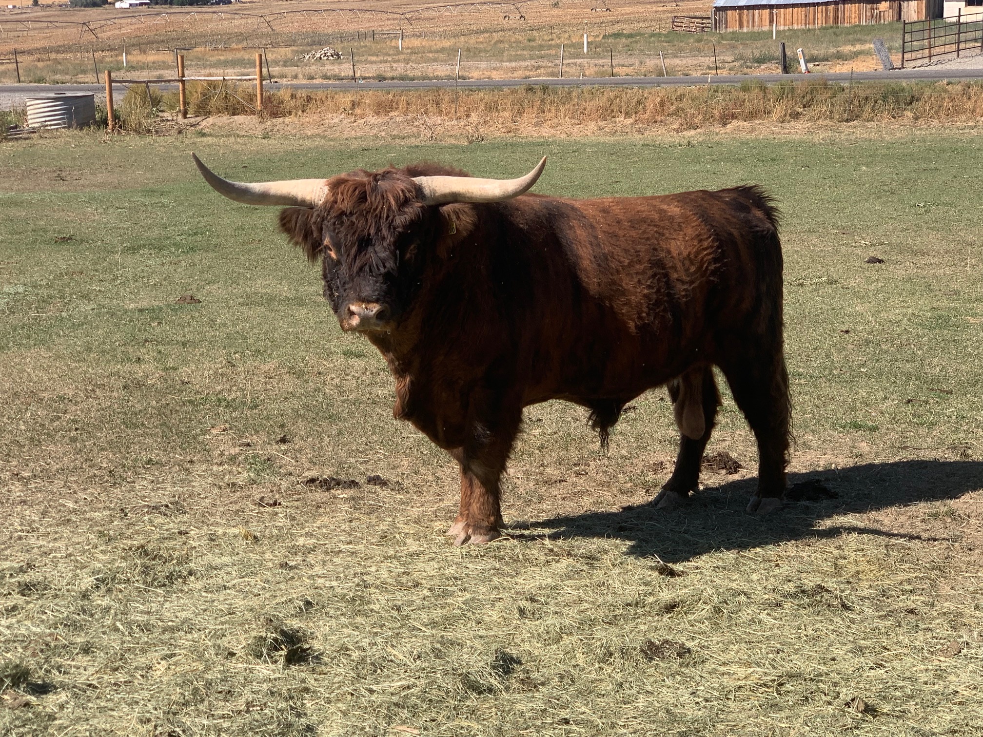 6 Year Old Proven Highland Bull