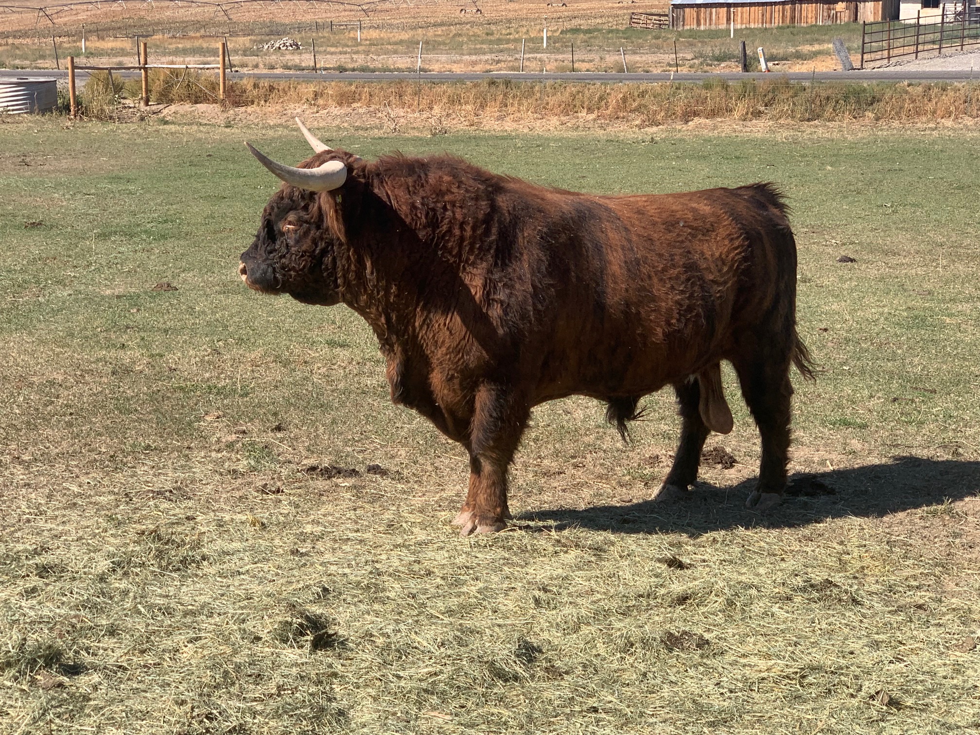 6 Year Old Proven Highland Bull