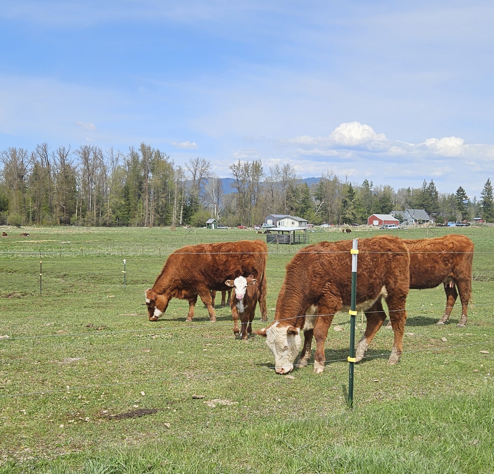 Cows for sale