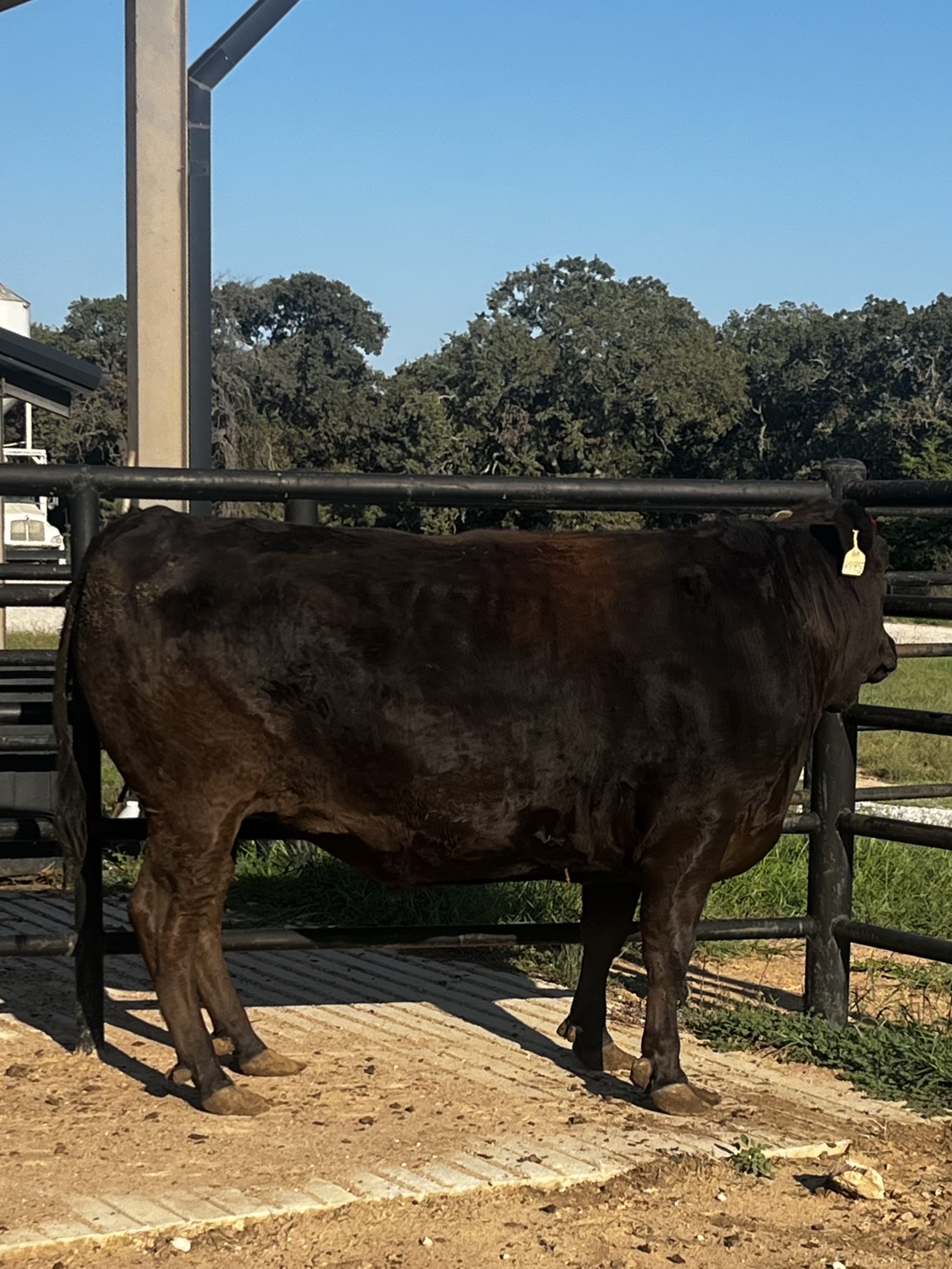 Iron Table Wagyu God Father Fat Steer