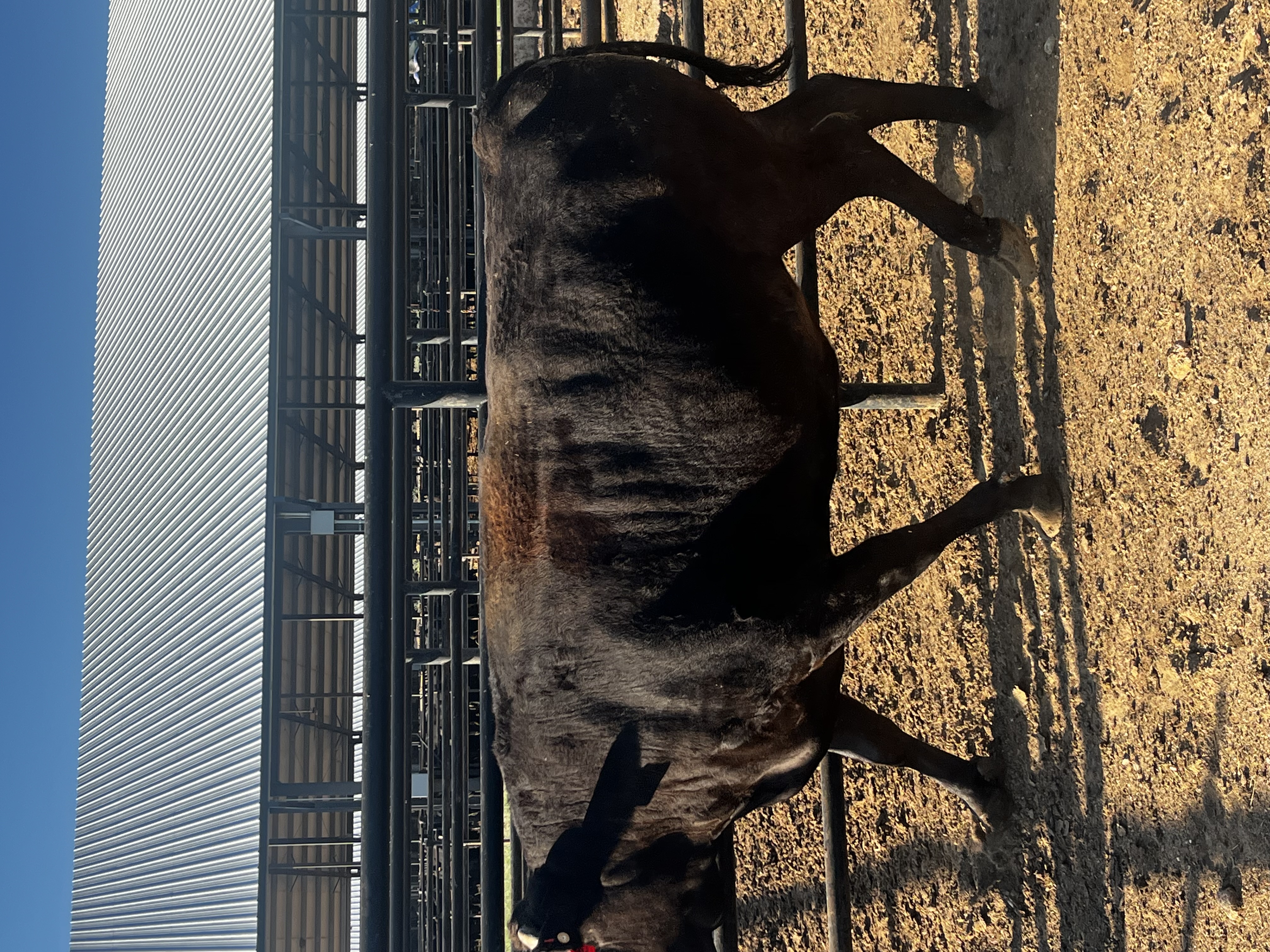 Iron Table Wagyu God Father Fat Steer