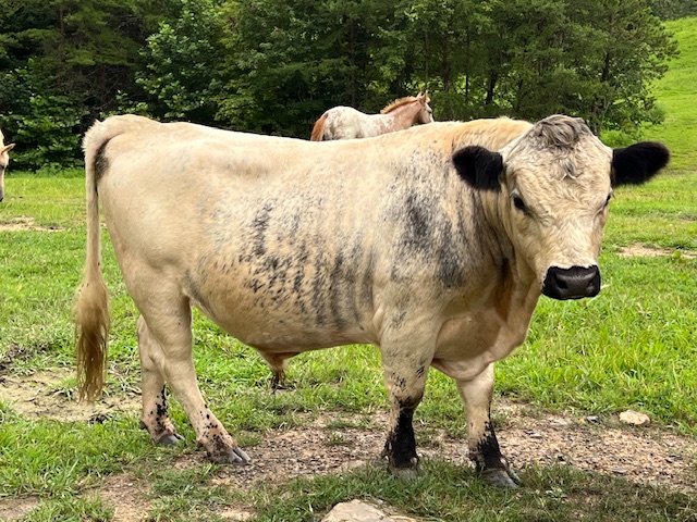 Miniature White Park/Hereford X 2 years old