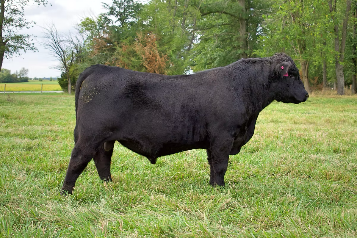 Registred Angus Bull