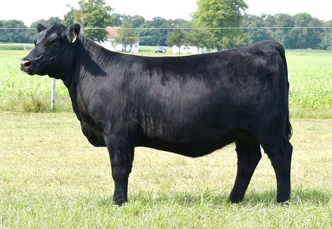 Registred Angus Bull