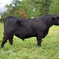 Registred Angus Bull