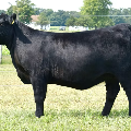 Registred Angus Bull