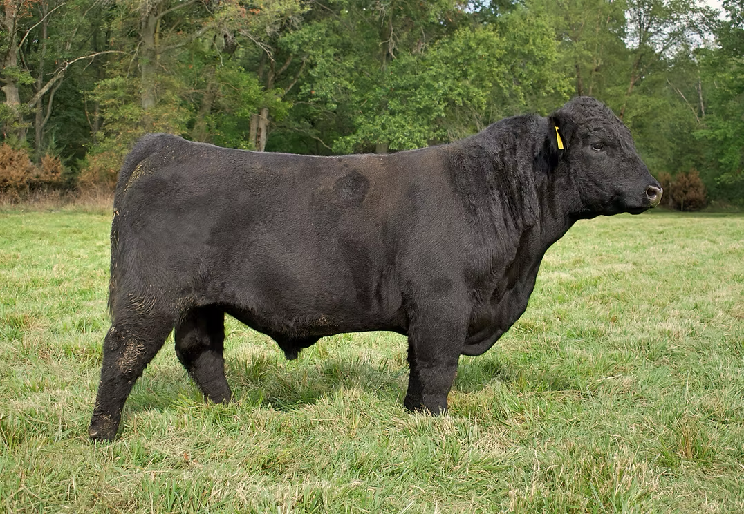 Registered Angus Bull