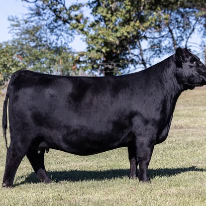 Registered Angus Bull