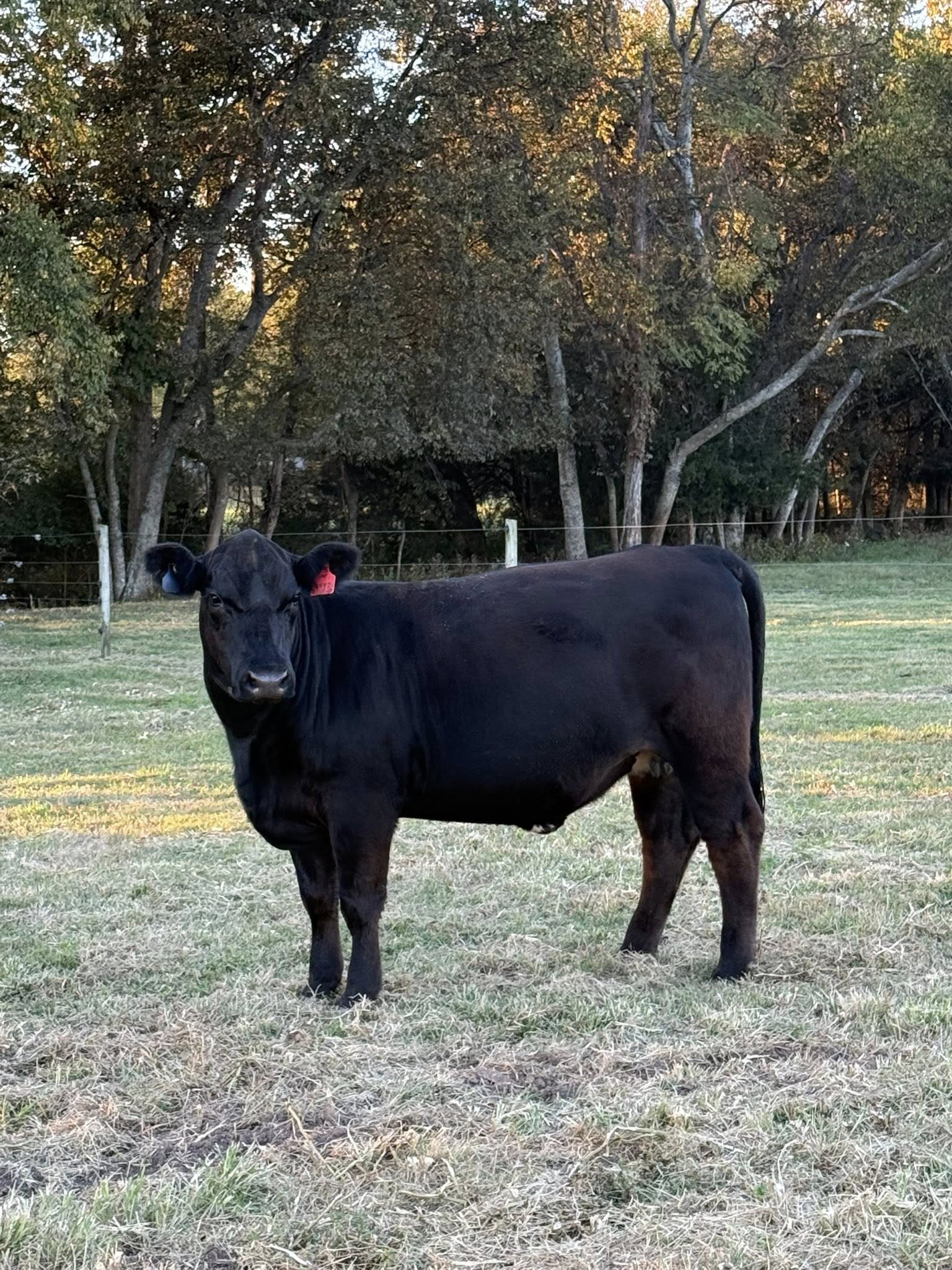 7th Annual God's Country All Female Sale