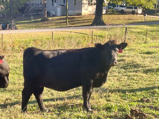 7th Annual God's Country All Female Sale