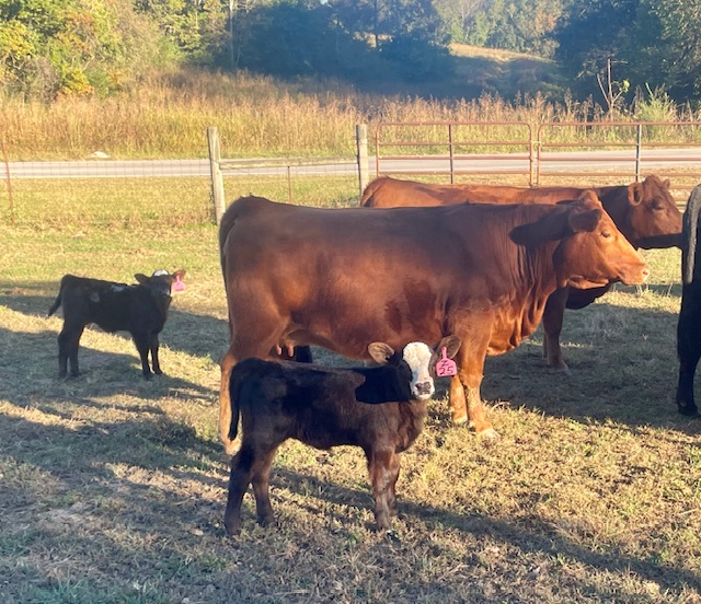 7th Annual God's Country All Female Sale