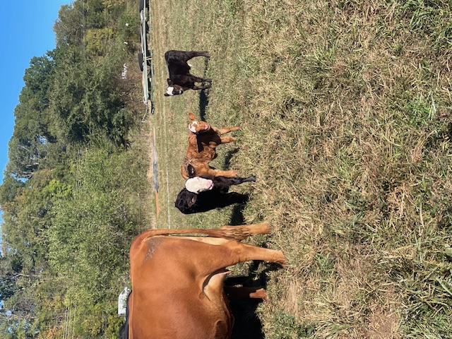 7th Annual God's Country All Female Sale