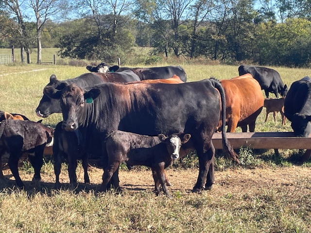 7th Annual God's Country All Female Sale