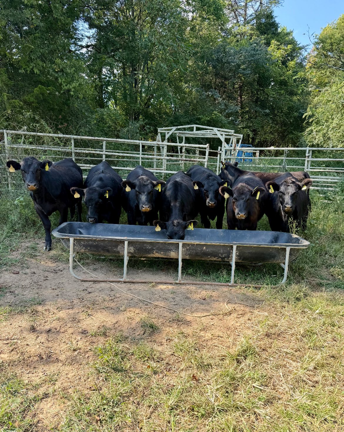 7th Annual God's Country All Female Sale