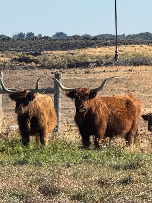 Purebred Scottish Highland Cattle, verified pregnant