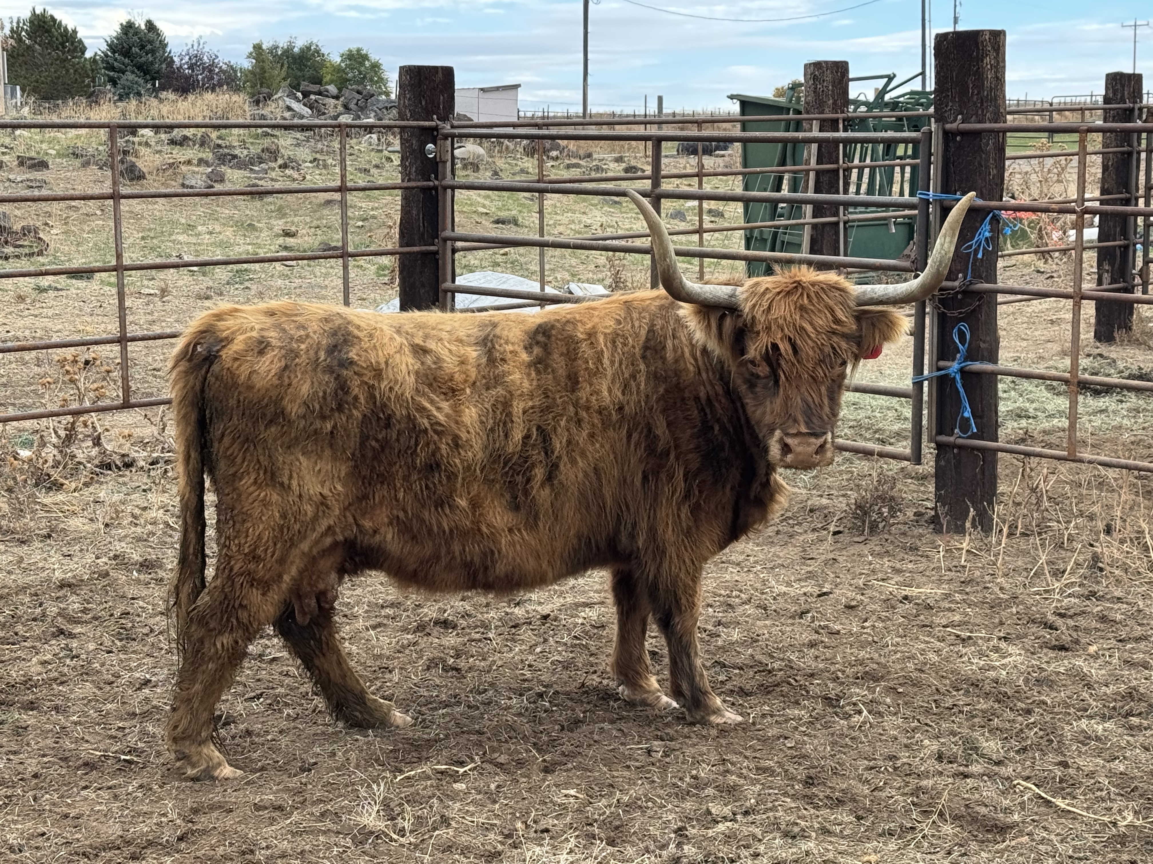 Purebred Scottish Highland Cattle, verified pregnant