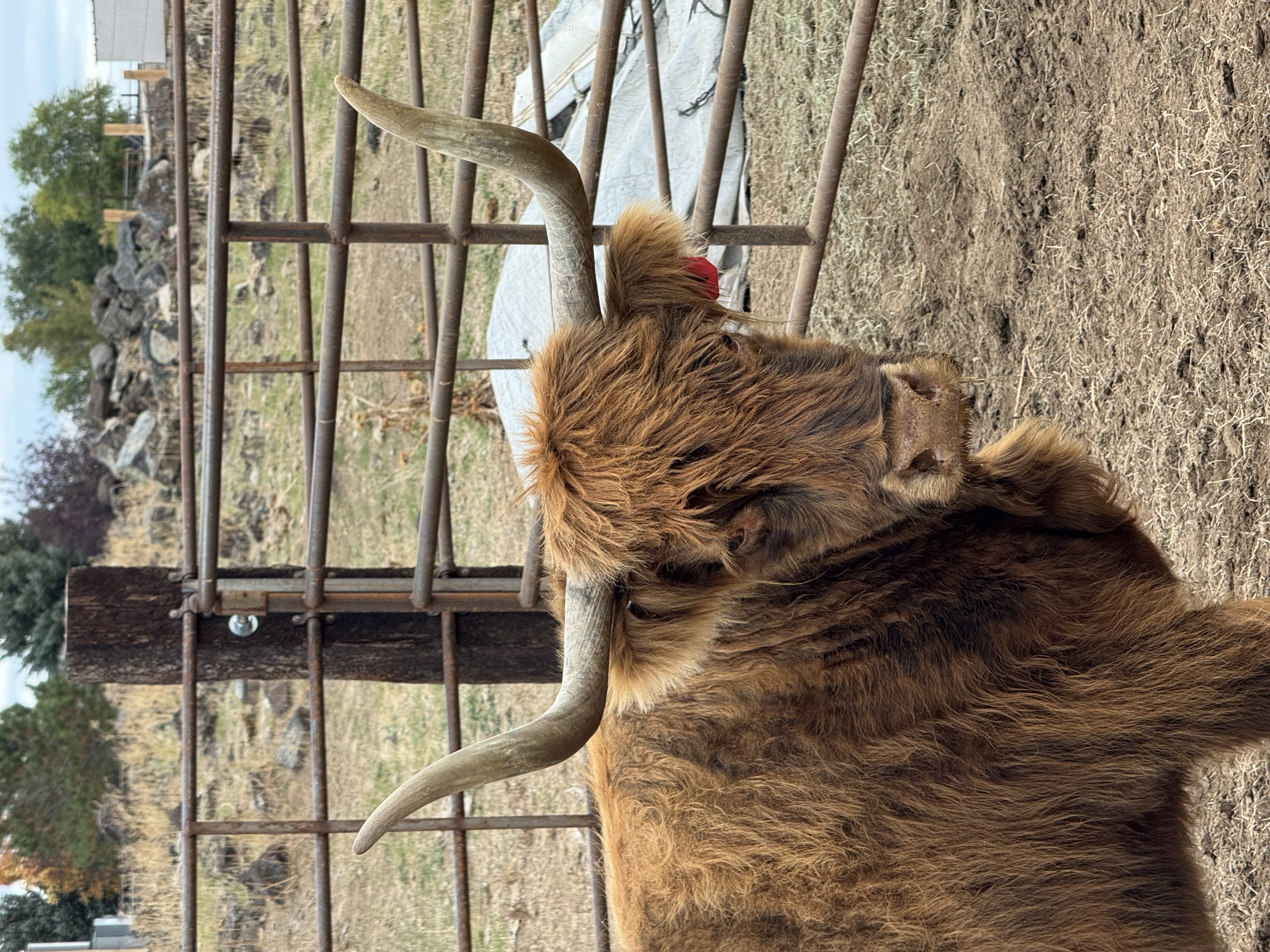 Purebred Scottish Highland Cattle, verified pregnant