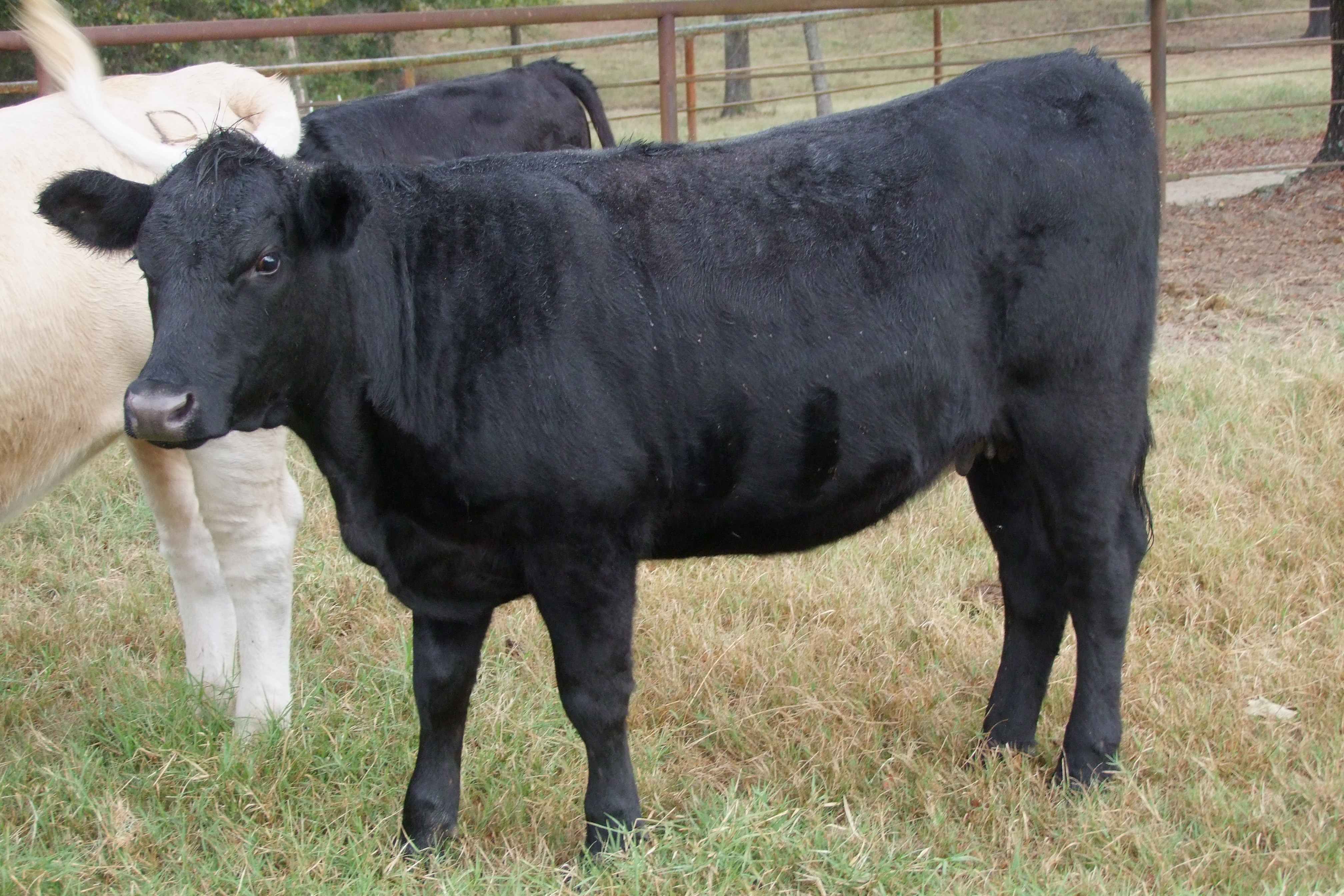 Weaned, Preconditioned, Sim-Angus Replacement Heifers, 4 hd.