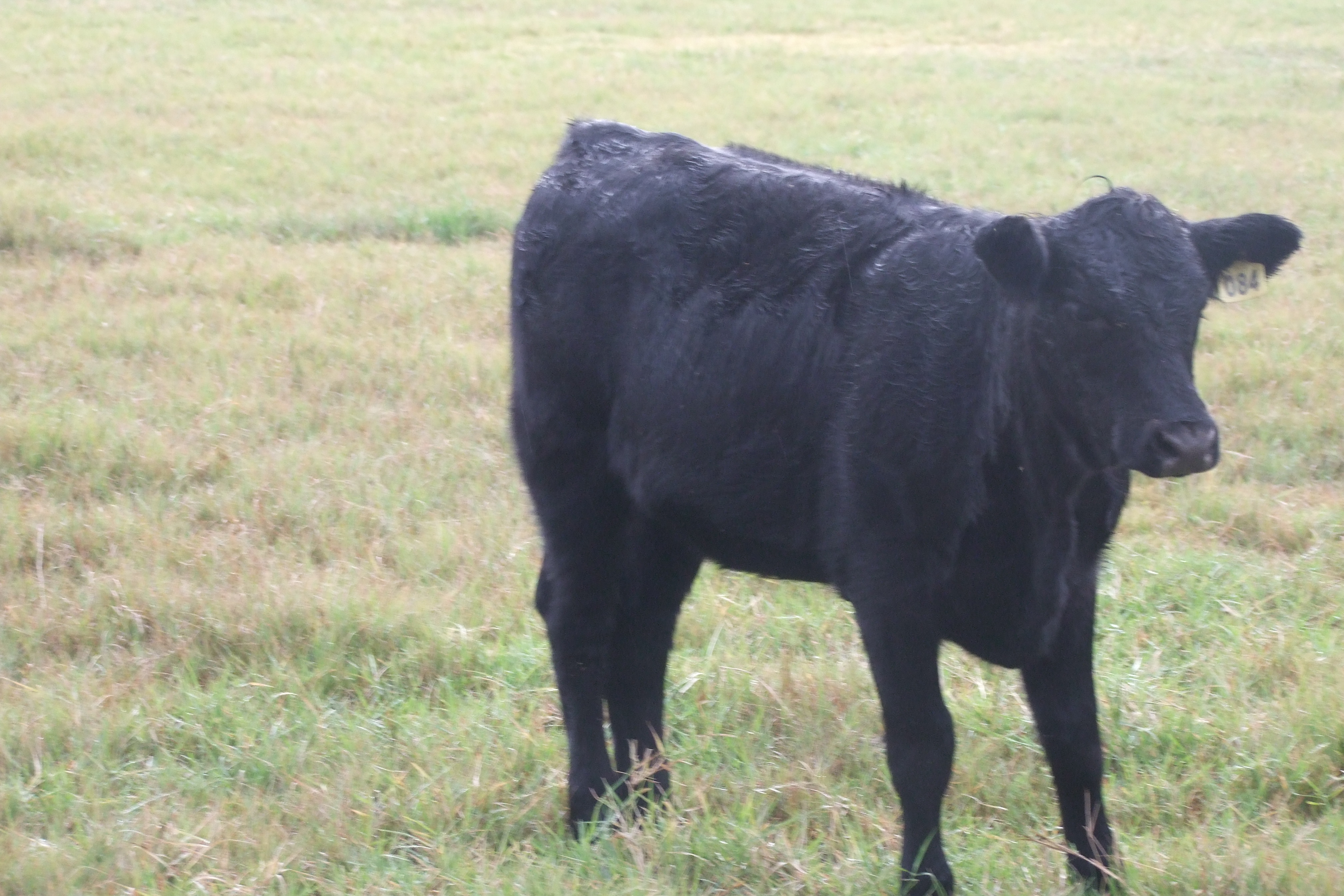 Weaned, Preconditioned, Sim-Angus Replacement Heifers, 4 hd.