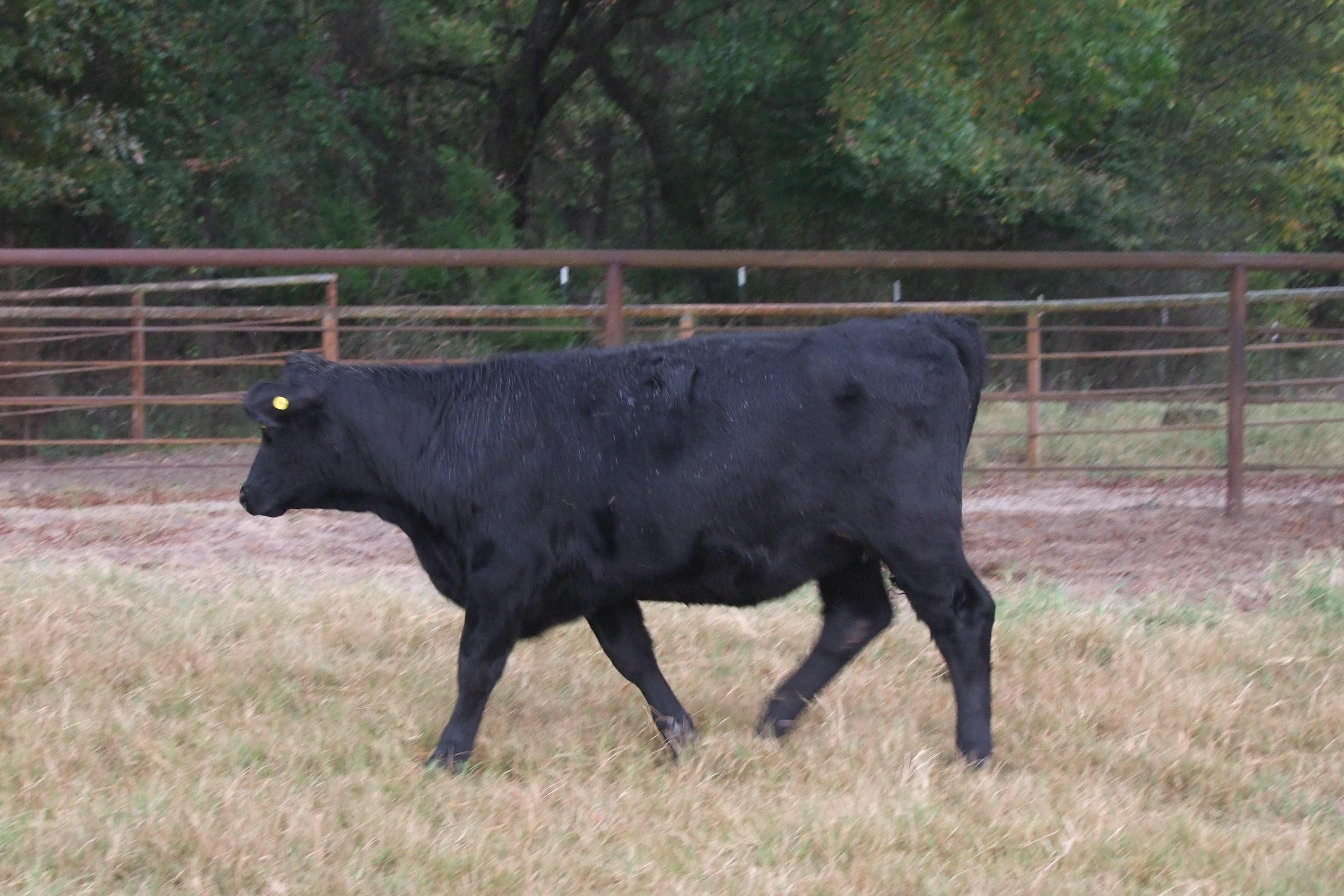 Weaned, Preconditioned, Sim-Angus Replacement Heifers, 4 hd.