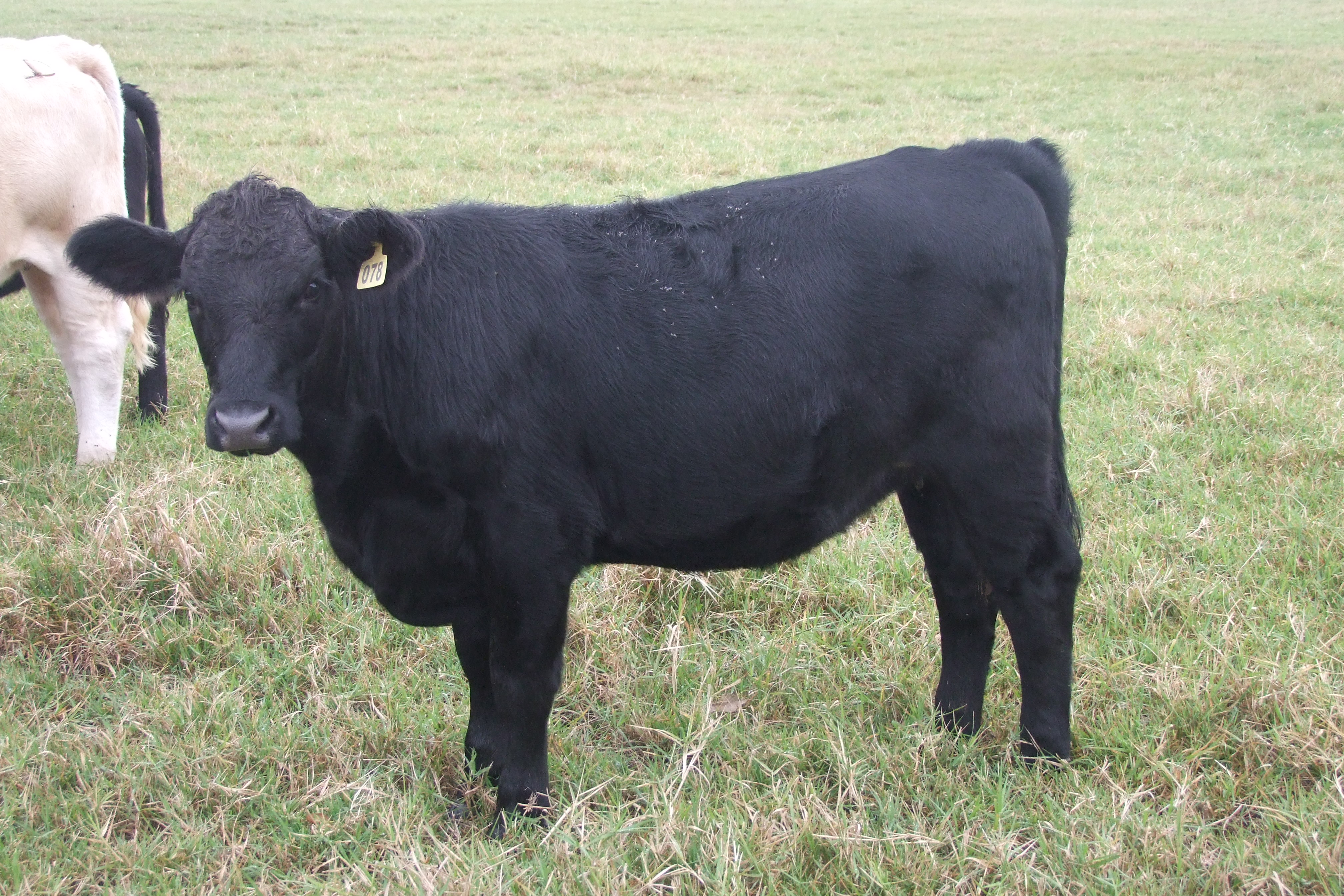 Weaned, Preconditioned, Sim-Angus Replacement Heifers, 4 hd.