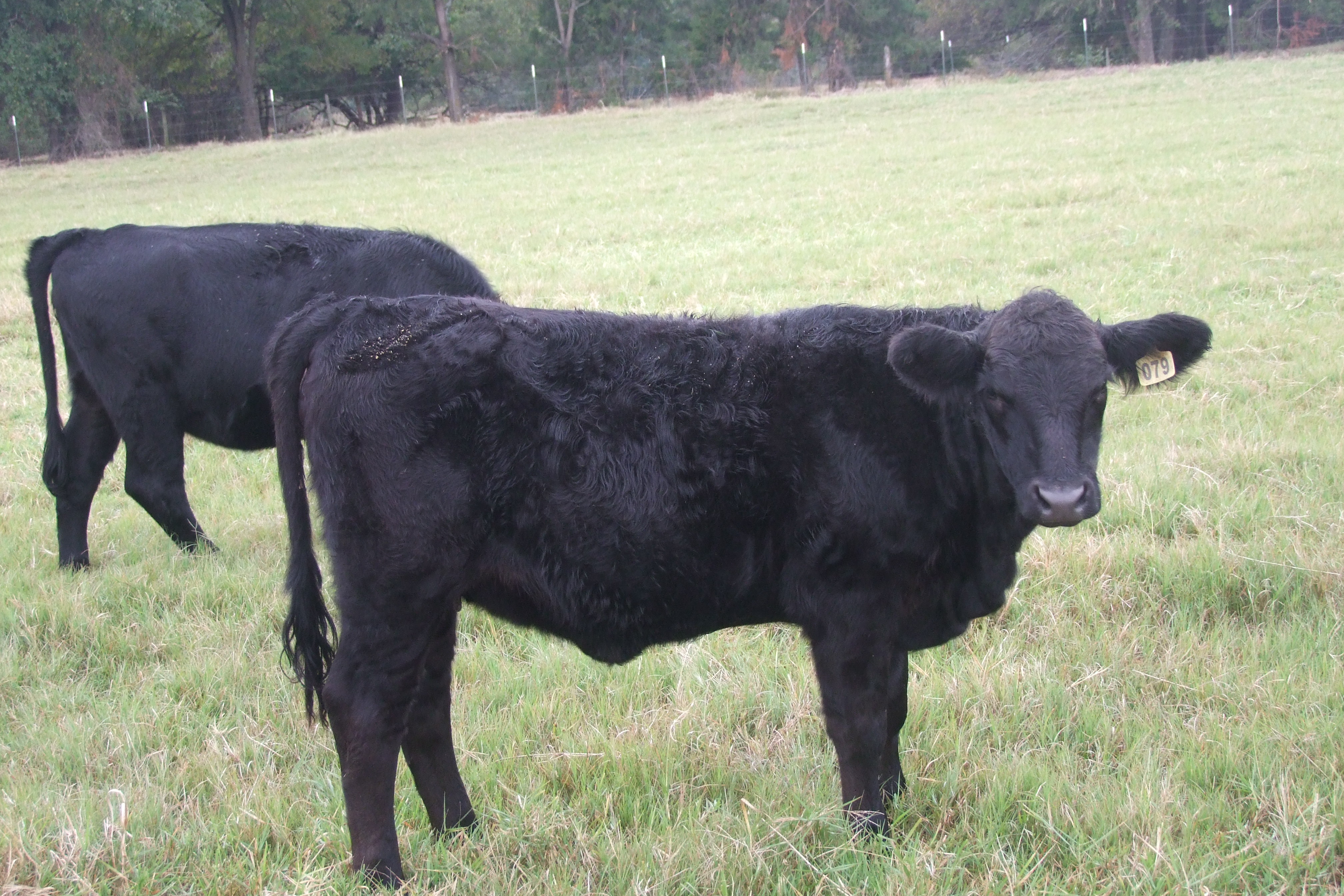 Weaned, Preconditioned, Sim-Angus Replacement Heifers, 4 hd.
