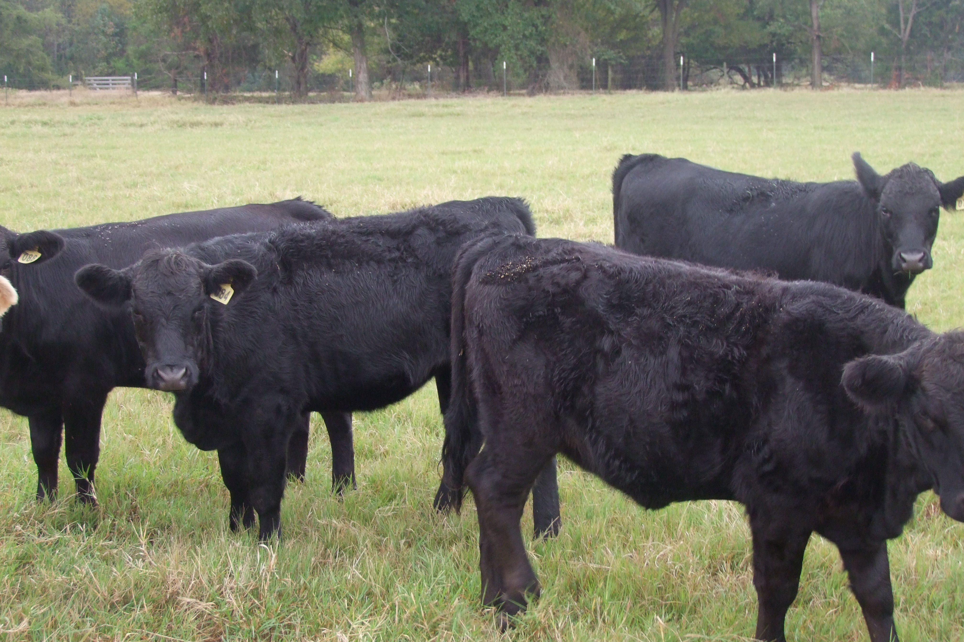 Weaned, Preconditioned, Sim-Angus Replacement Heifers, 4 hd.