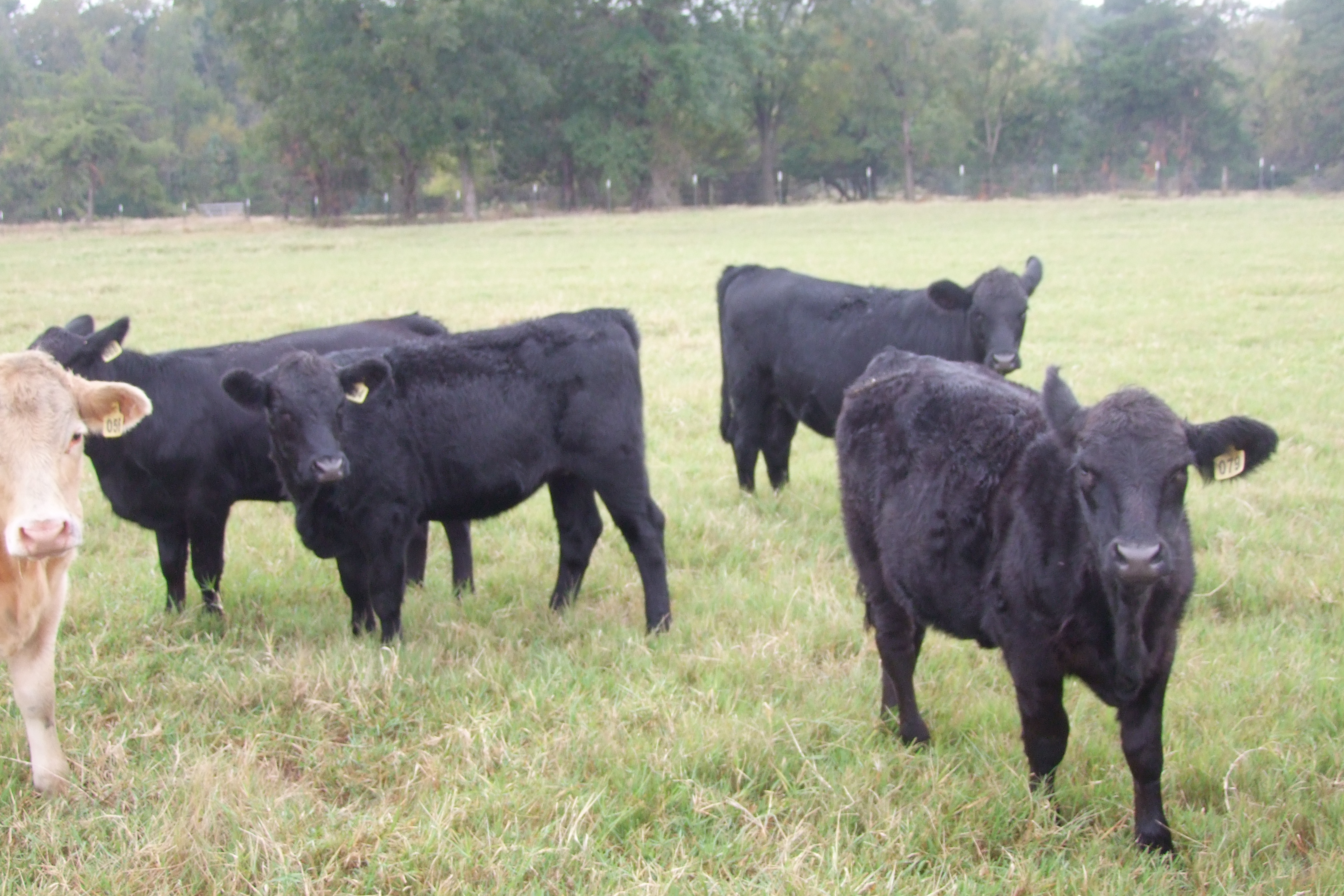 Weaned, Preconditioned, Sim-Angus Replacement Heifers, 4 hd.