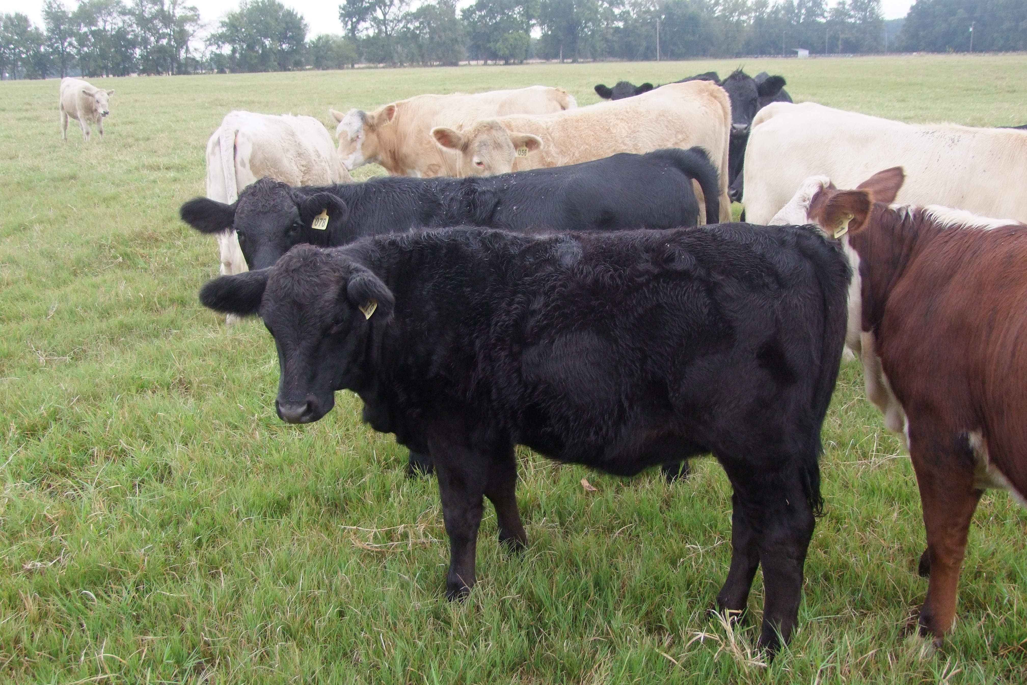 Weaned, Preconditioned, Sim-Angus Replacement Heifers, 4 hd.